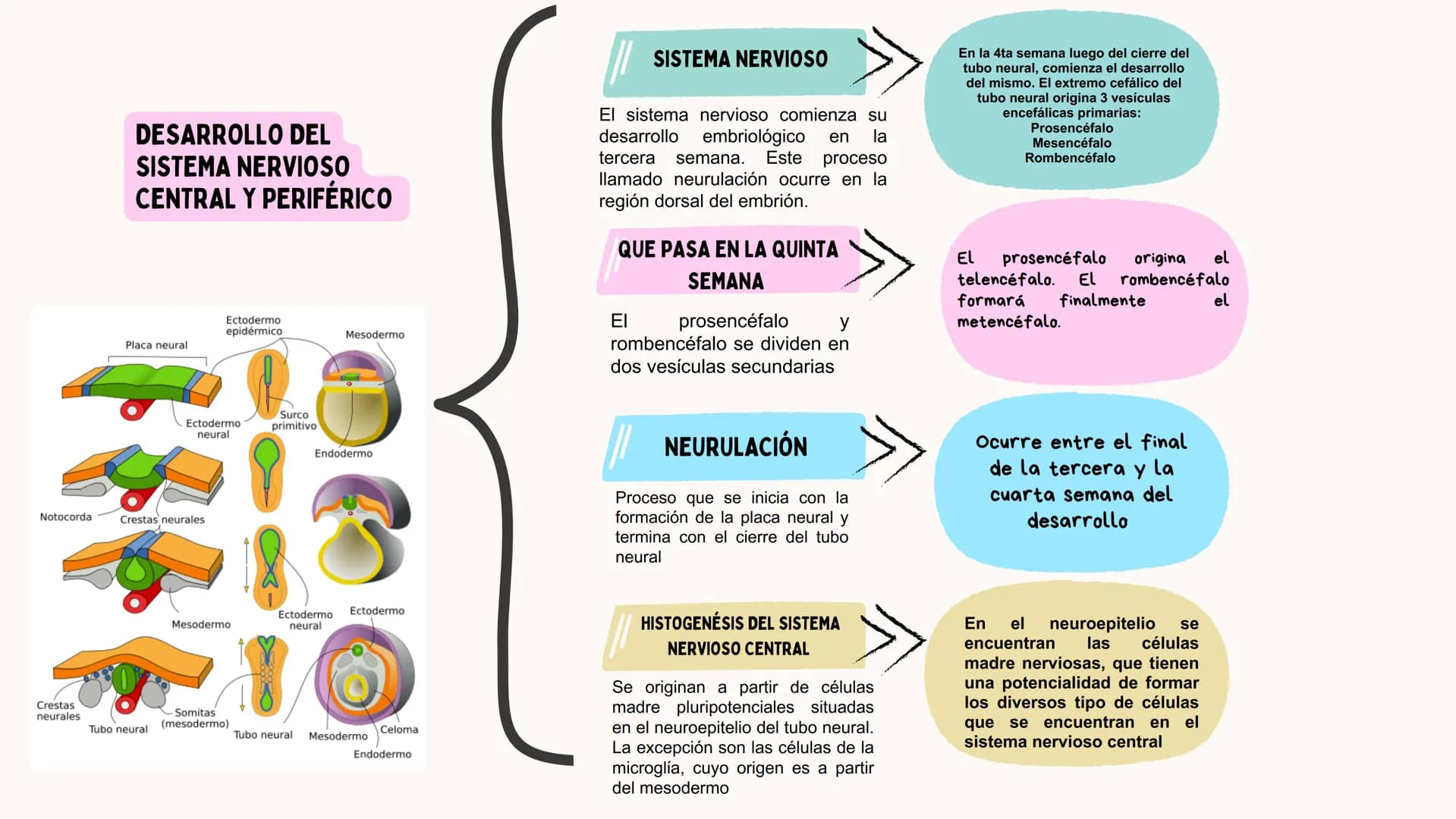## Universidad Olmeca
# FICHAS DE
# EMBRIOLOGIA
Alumna: Jaidy Michel Baeza Correa
Doctora: Yuli Bayona
XX
XX
←
X
X
←
< Gastrulación y neu