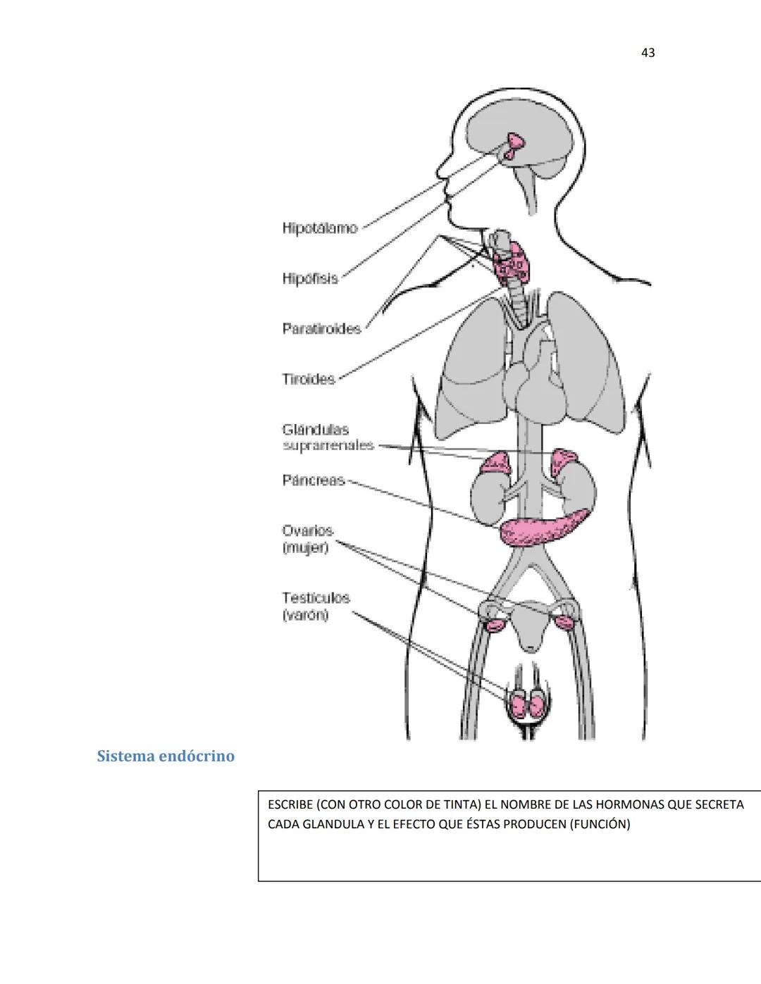 OBAEM C.E.M. PÁTZCUARO C.S.4
PORAFOLIOS DE EVIDENCIAS
CIENCIAS DE LA SALUD I
ESTUDIATE
DOCENTE: MARÍA ISABEL GONZÁLEZ ANDRADE
TEXTOS BÁSICOS