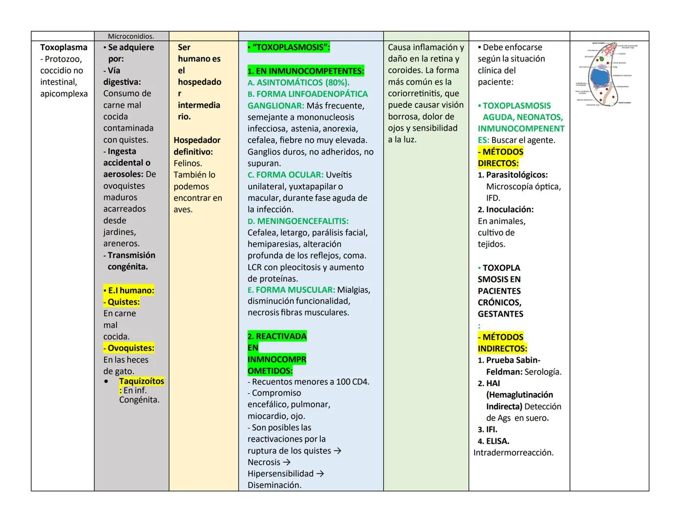 ## PARÁSITO/H TRASMISIÓN Y HOSPEDADOR CLÍNICA LESIONES EN OJO DIAGNÓSTICO PARÁSITO
ongo ELEMENTO
INFECTANTE
ES
(E.I)
Naegleria
fowle