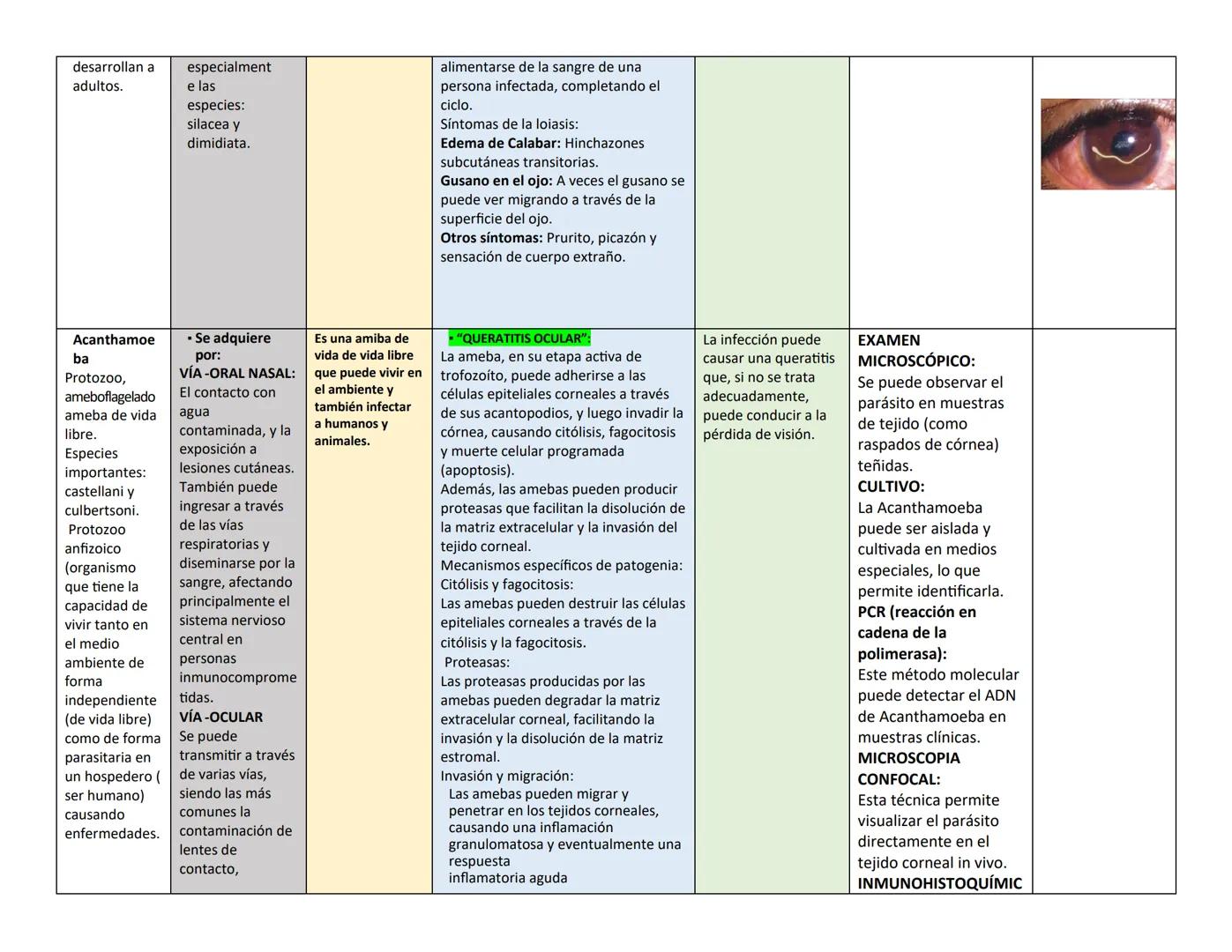 ## PARÁSITO/H TRASMISIÓN Y HOSPEDADOR CLÍNICA LESIONES EN OJO DIAGNÓSTICO PARÁSITO
ongo ELEMENTO
INFECTANTE
ES
(E.I)
Naegleria
fowle