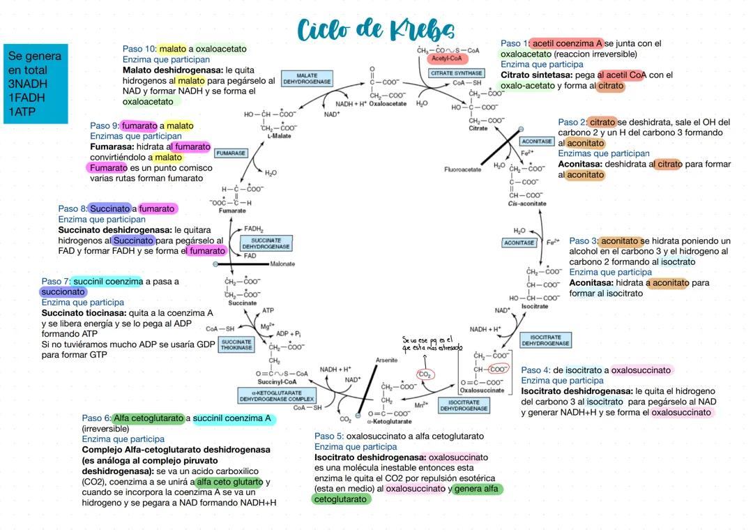 Ciclo de krebs