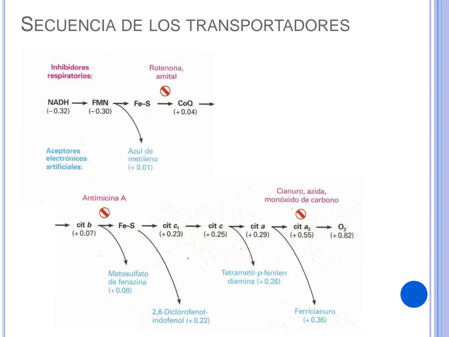 # CADENA
# RESPIRATORIA CADENA RESPIRATORIA
• El metabolismo aerobio del piruvato genera
equivalentes reductores.
NADH
H
NAD
NADH
FAD
2e
FAD