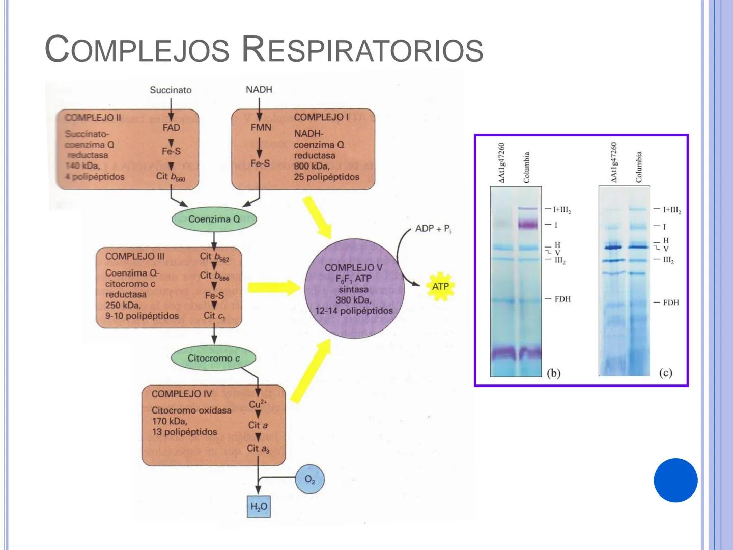 # CADENA
# RESPIRATORIA CADENA RESPIRATORIA
• El metabolismo aerobio del piruvato genera
equivalentes reductores.
NADH
H
NAD
NADH
FAD
2e
FAD