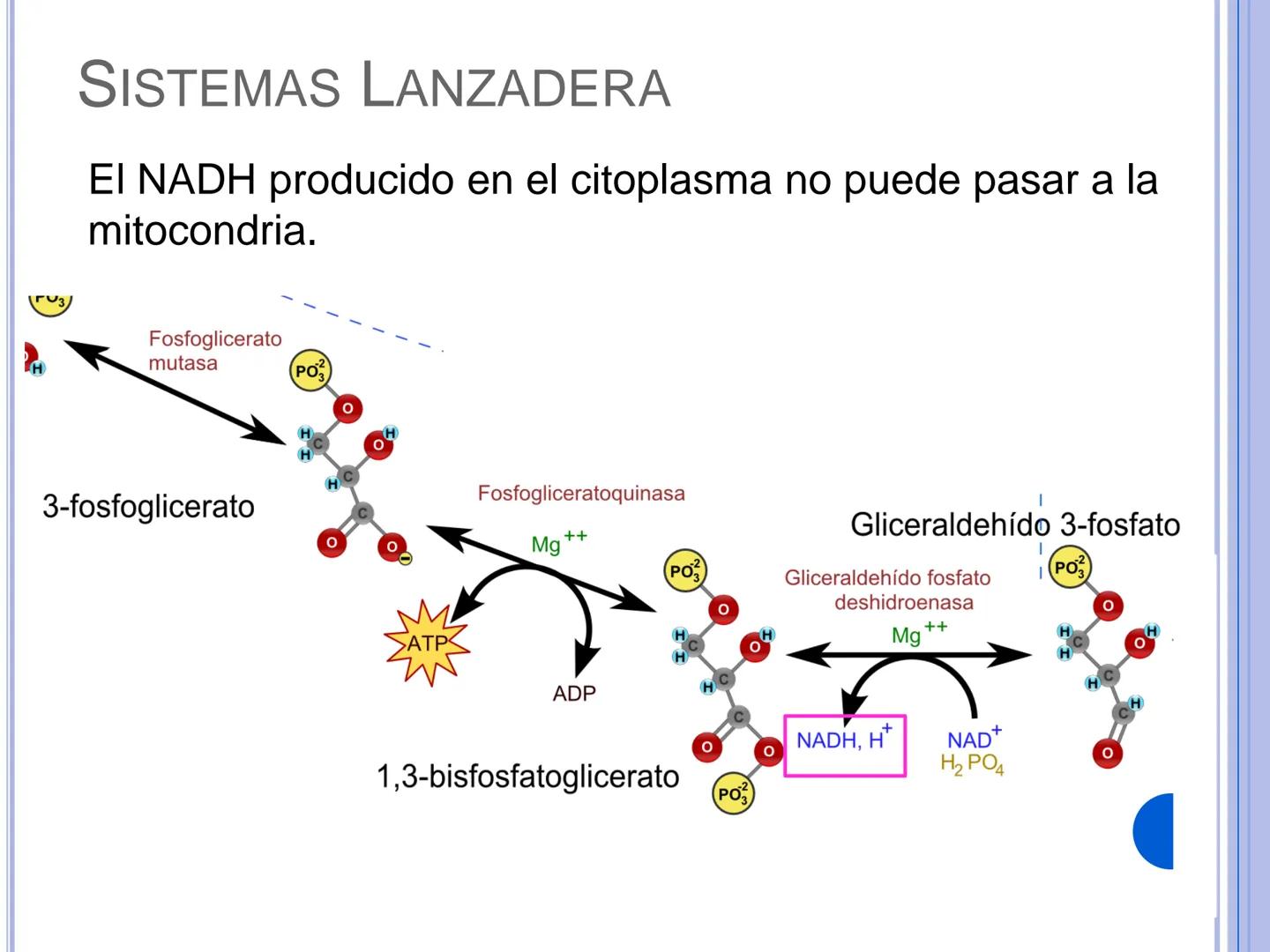 # CADENA
# RESPIRATORIA CADENA RESPIRATORIA
• El metabolismo aerobio del piruvato genera
equivalentes reductores.
NADH
H
NAD
NADH
FAD
2e
FAD