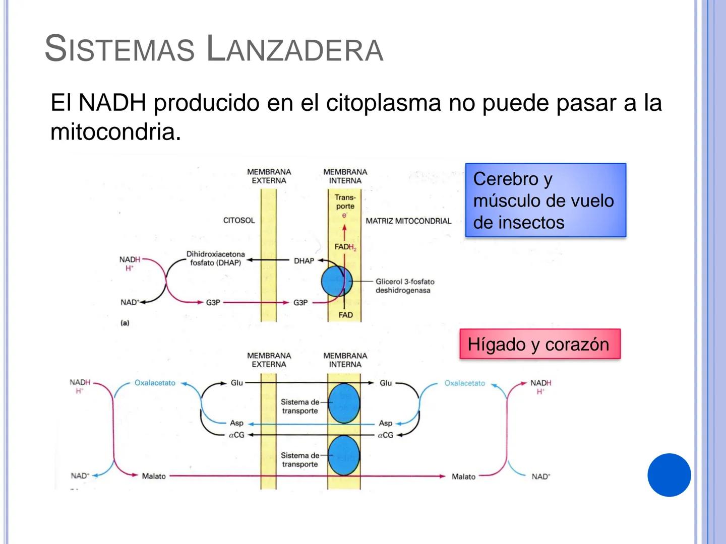 # CADENA
# RESPIRATORIA CADENA RESPIRATORIA
• El metabolismo aerobio del piruvato genera
equivalentes reductores.
NADH
H
NAD
NADH
FAD
2e
FAD