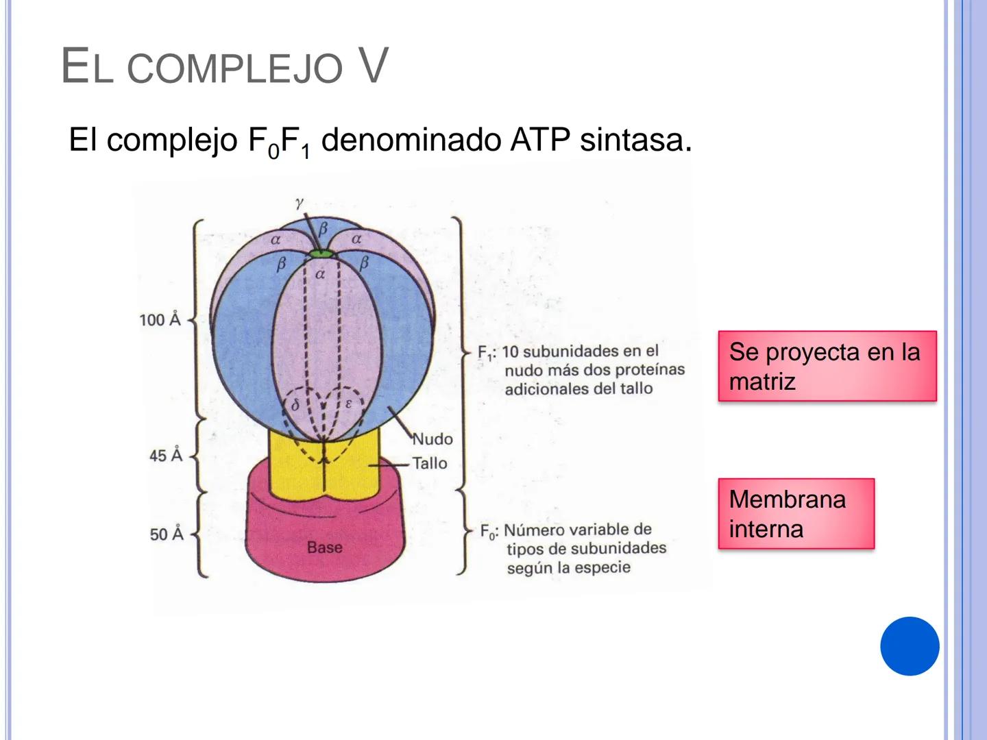 # CADENA
# RESPIRATORIA CADENA RESPIRATORIA
• El metabolismo aerobio del piruvato genera
equivalentes reductores.
NADH
H
NAD
NADH
FAD
2e
FAD
