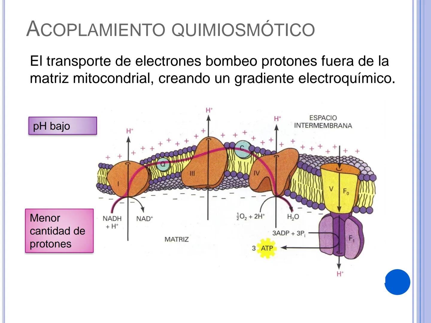 # CADENA
# RESPIRATORIA CADENA RESPIRATORIA
• El metabolismo aerobio del piruvato genera
equivalentes reductores.
NADH
H
NAD
NADH
FAD
2e
FAD