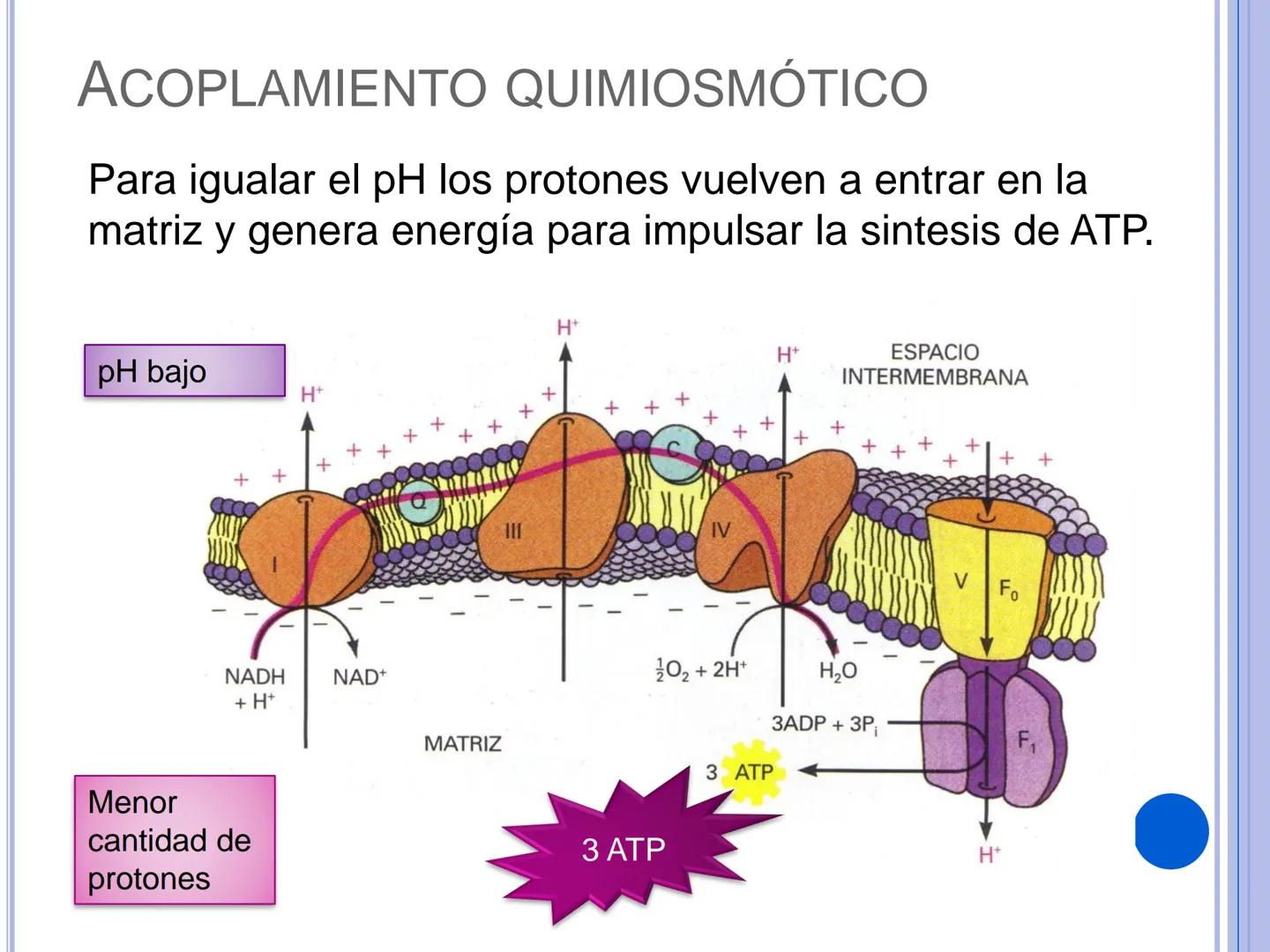 # CADENA
# RESPIRATORIA CADENA RESPIRATORIA
• El metabolismo aerobio del piruvato genera
equivalentes reductores.
NADH
H
NAD
NADH
FAD
2e
FAD