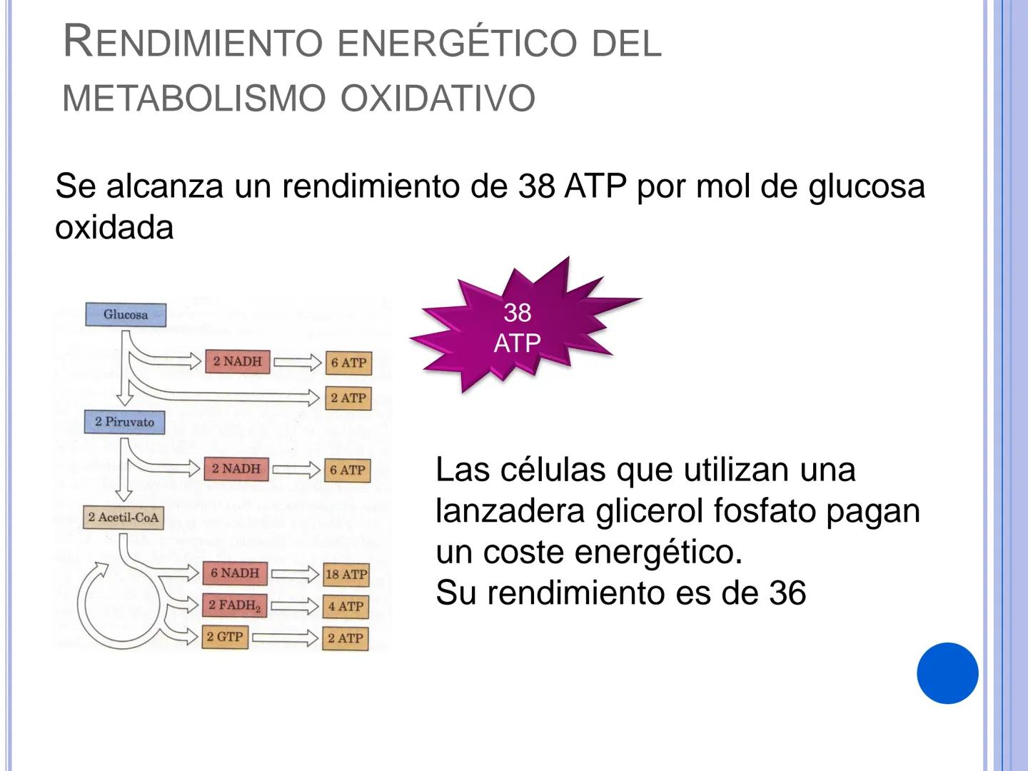 # CADENA
# RESPIRATORIA CADENA RESPIRATORIA
• El metabolismo aerobio del piruvato genera
equivalentes reductores.
NADH
H
NAD
NADH
FAD
2e
FAD