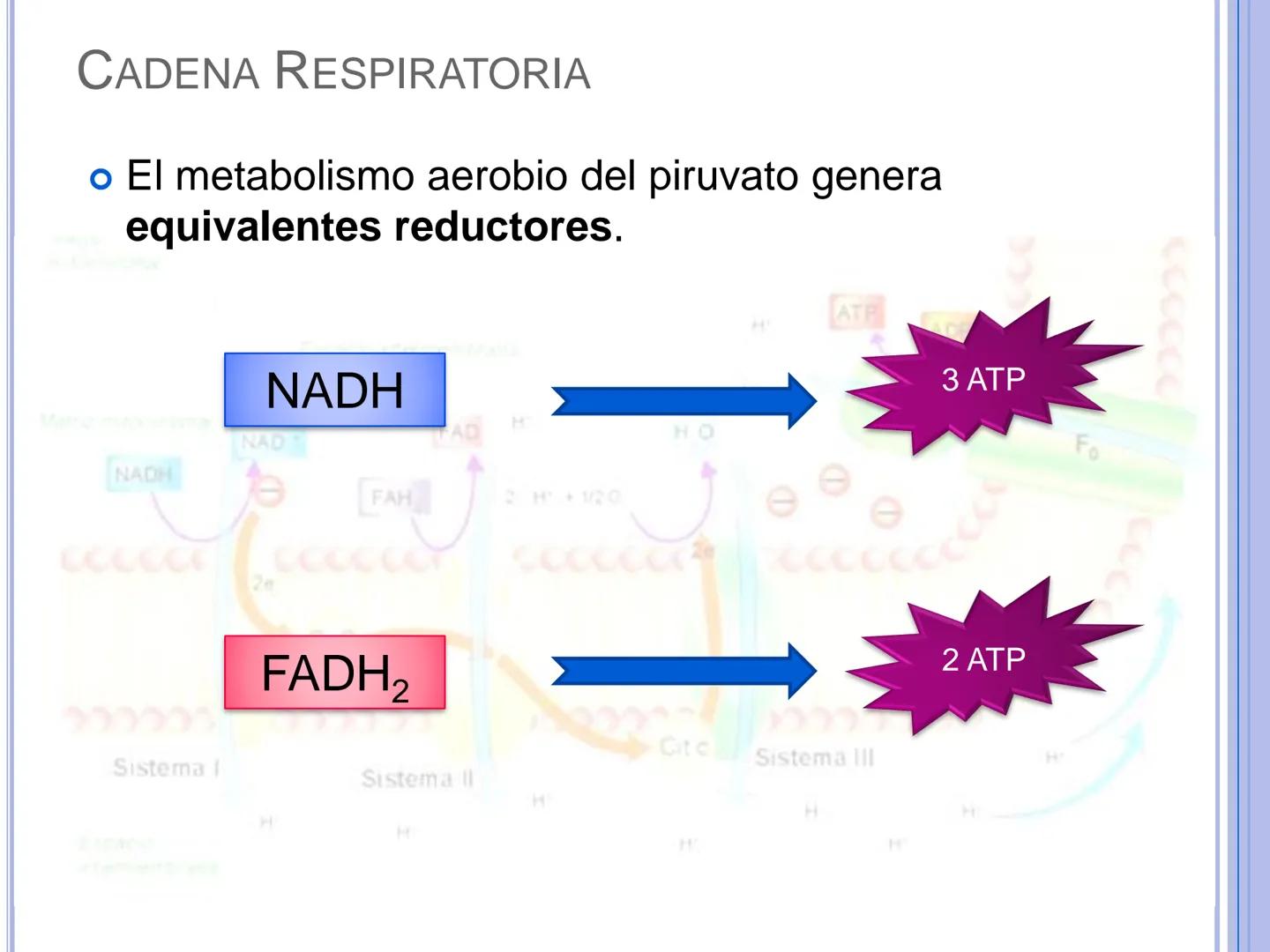# CADENA
# RESPIRATORIA CADENA RESPIRATORIA
• El metabolismo aerobio del piruvato genera
equivalentes reductores.
NADH
H
NAD
NADH
FAD
2e
FAD