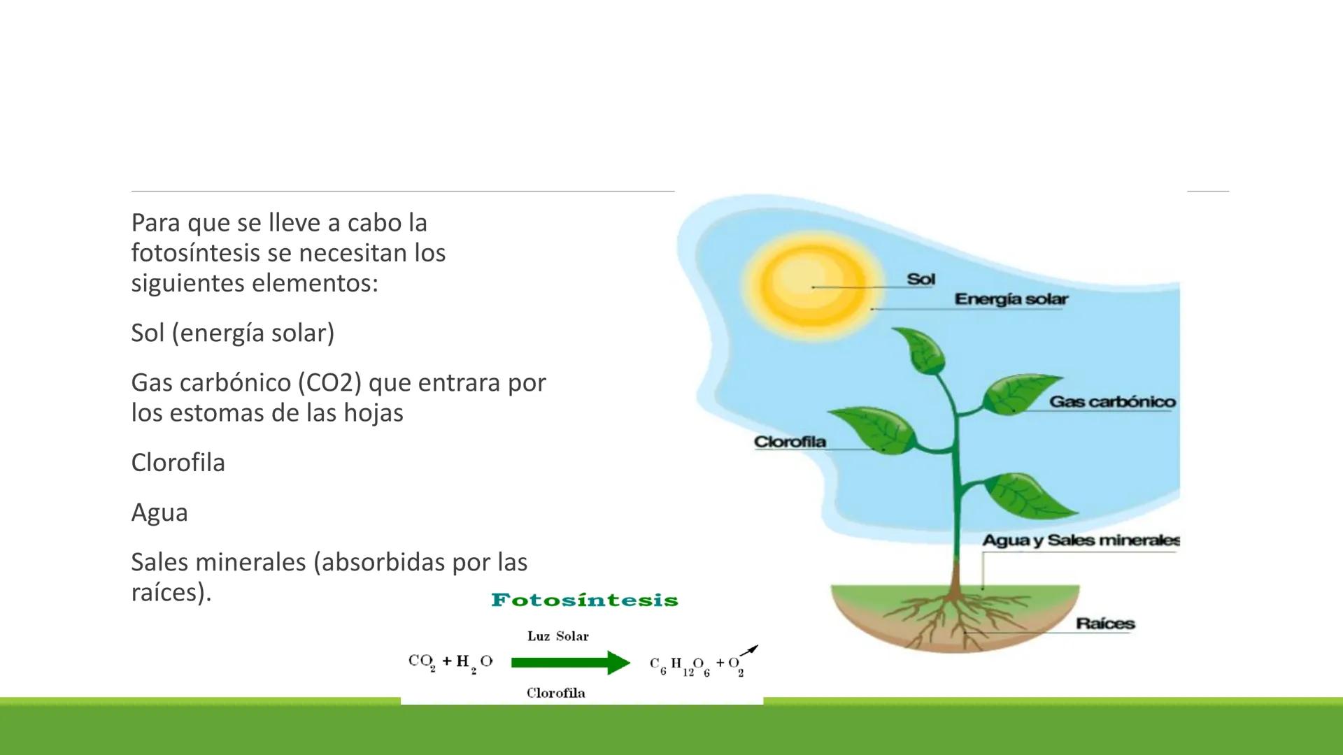 # CADENA
# RESPIRATORIA CADENA RESPIRATORIA
• El metabolismo aerobio del piruvato genera
equivalentes reductores.
NADH
H
NAD
NADH
FAD
2e
FAD