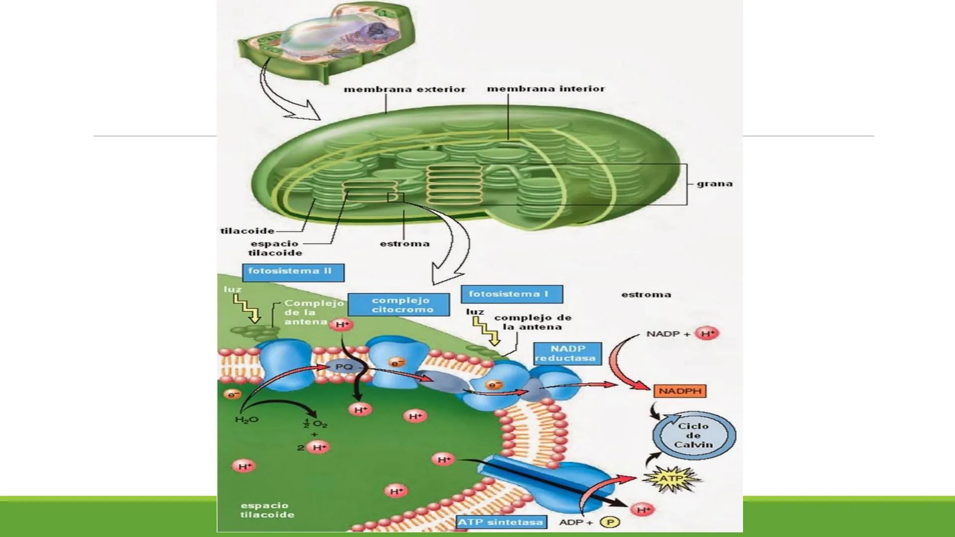 # CADENA
# RESPIRATORIA CADENA RESPIRATORIA
• El metabolismo aerobio del piruvato genera
equivalentes reductores.
NADH
H
NAD
NADH
FAD
2e
FAD