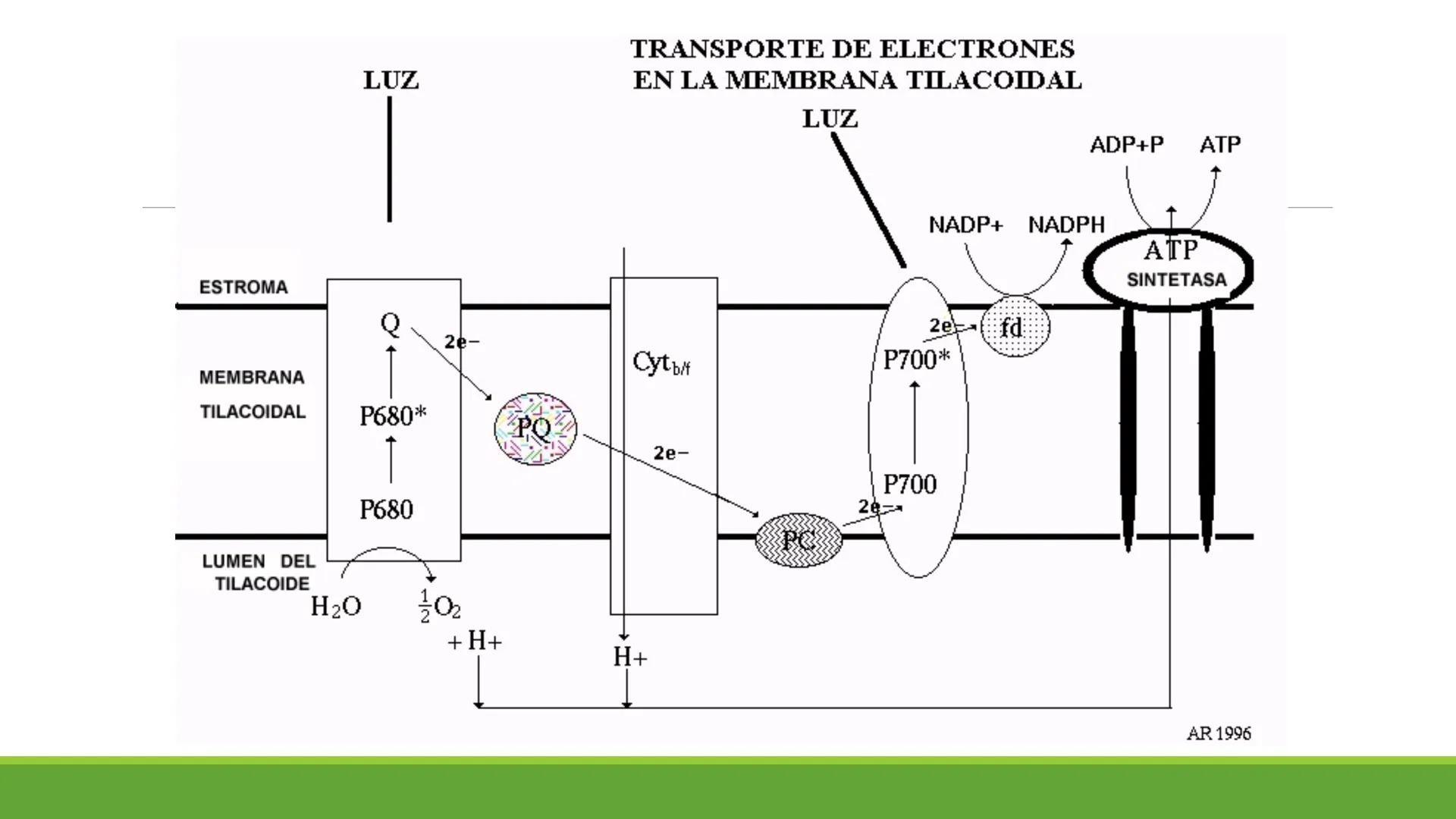 # CADENA
# RESPIRATORIA CADENA RESPIRATORIA
• El metabolismo aerobio del piruvato genera
equivalentes reductores.
NADH
H
NAD
NADH
FAD
2e
FAD