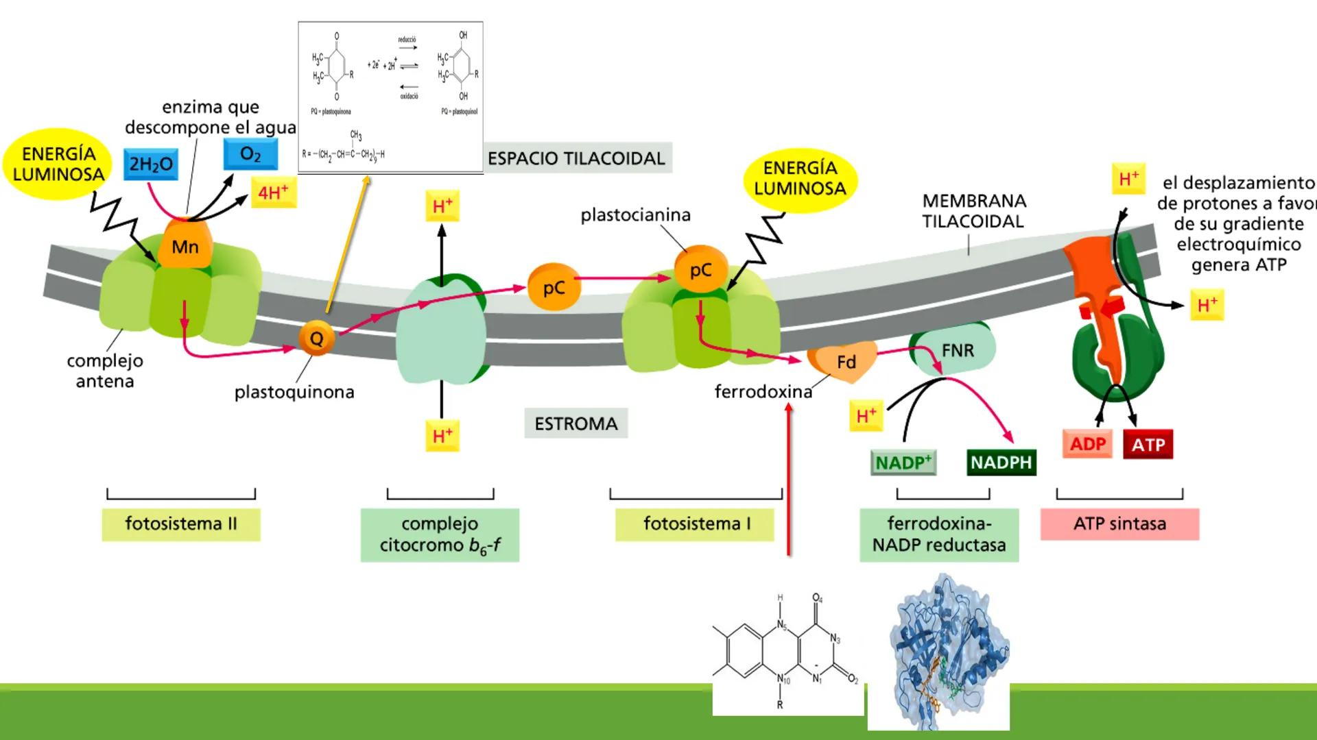 # CADENA
# RESPIRATORIA CADENA RESPIRATORIA
• El metabolismo aerobio del piruvato genera
equivalentes reductores.
NADH
H
NAD
NADH
FAD
2e
FAD