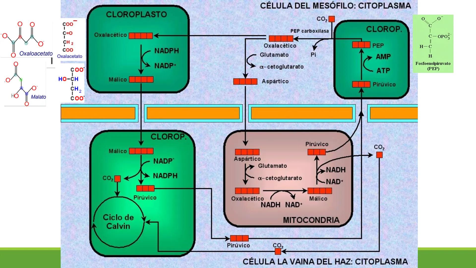 # CADENA
# RESPIRATORIA CADENA RESPIRATORIA
• El metabolismo aerobio del piruvato genera
equivalentes reductores.
NADH
H
NAD
NADH
FAD
2e
FAD