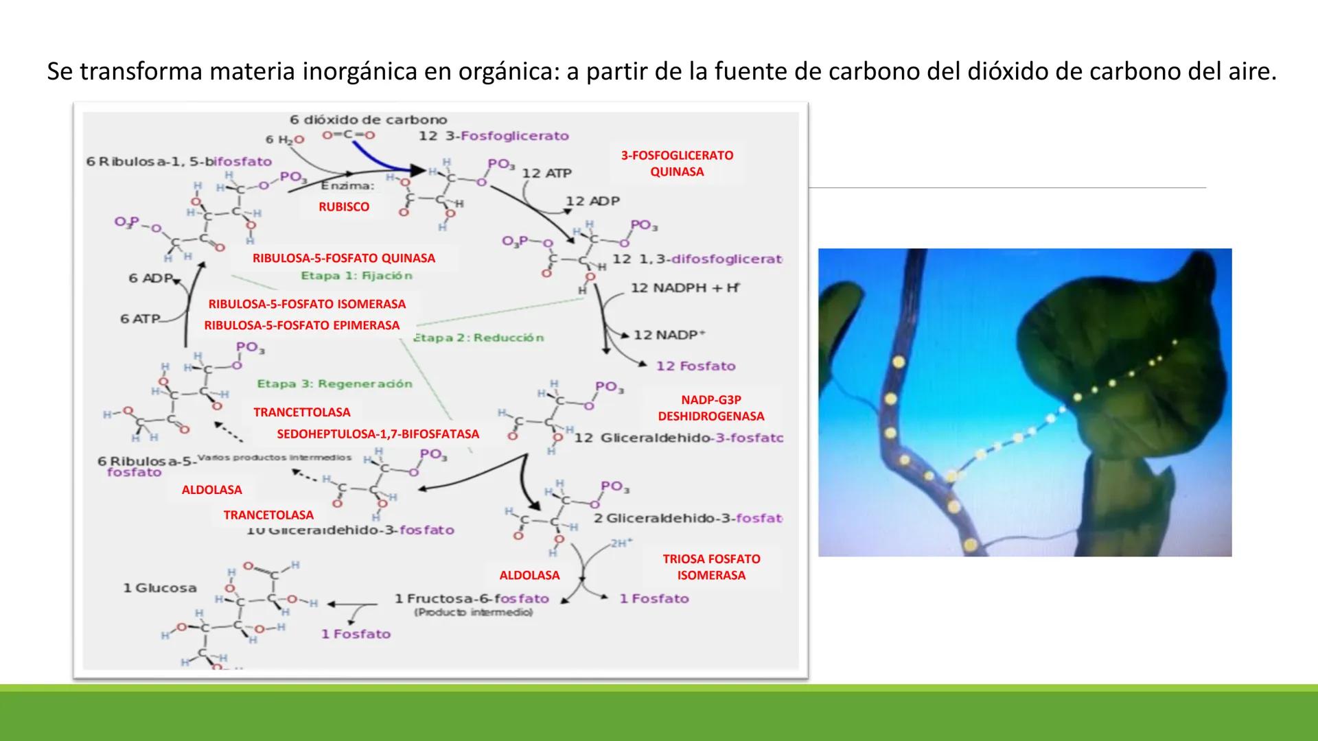 # CADENA
# RESPIRATORIA CADENA RESPIRATORIA
• El metabolismo aerobio del piruvato genera
equivalentes reductores.
NADH
H
NAD
NADH
FAD
2e
FAD