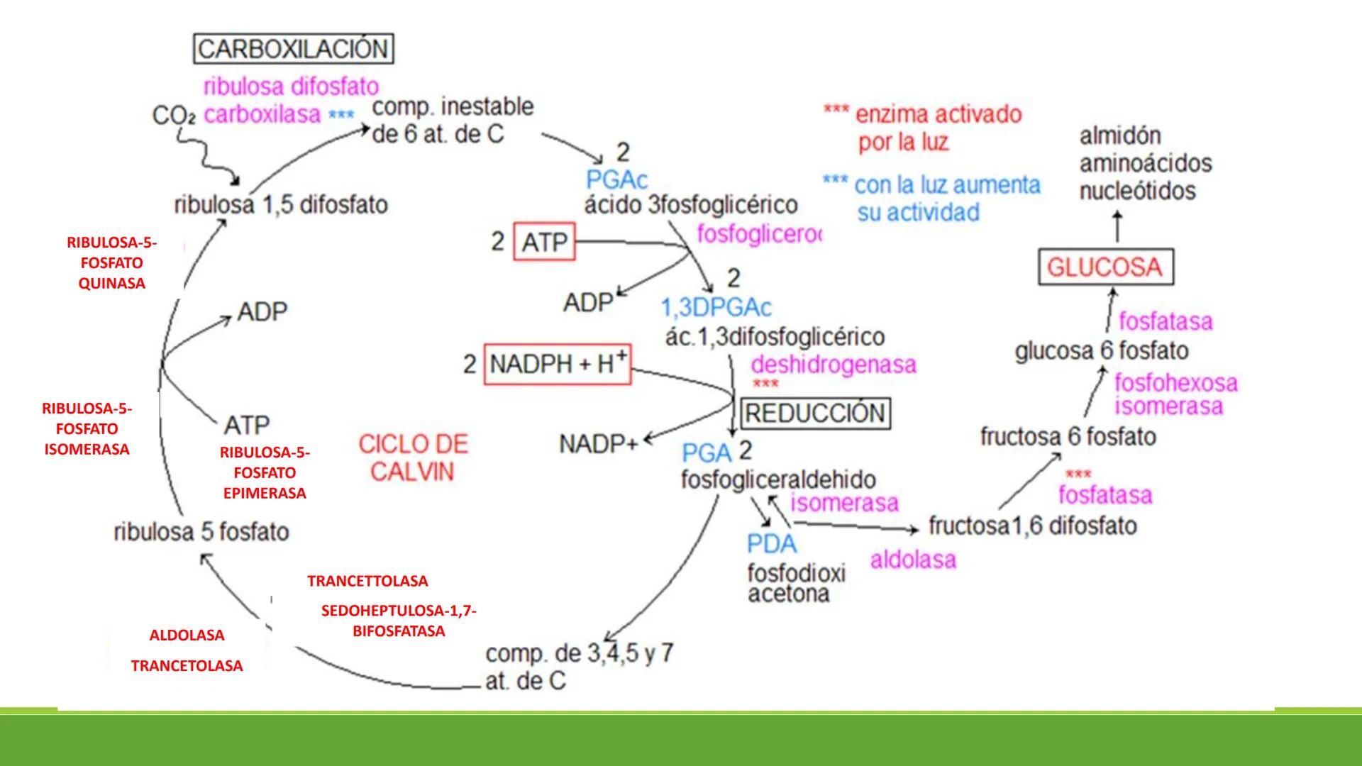# CADENA
# RESPIRATORIA CADENA RESPIRATORIA
• El metabolismo aerobio del piruvato genera
equivalentes reductores.
NADH
H
NAD
NADH
FAD
2e
FAD