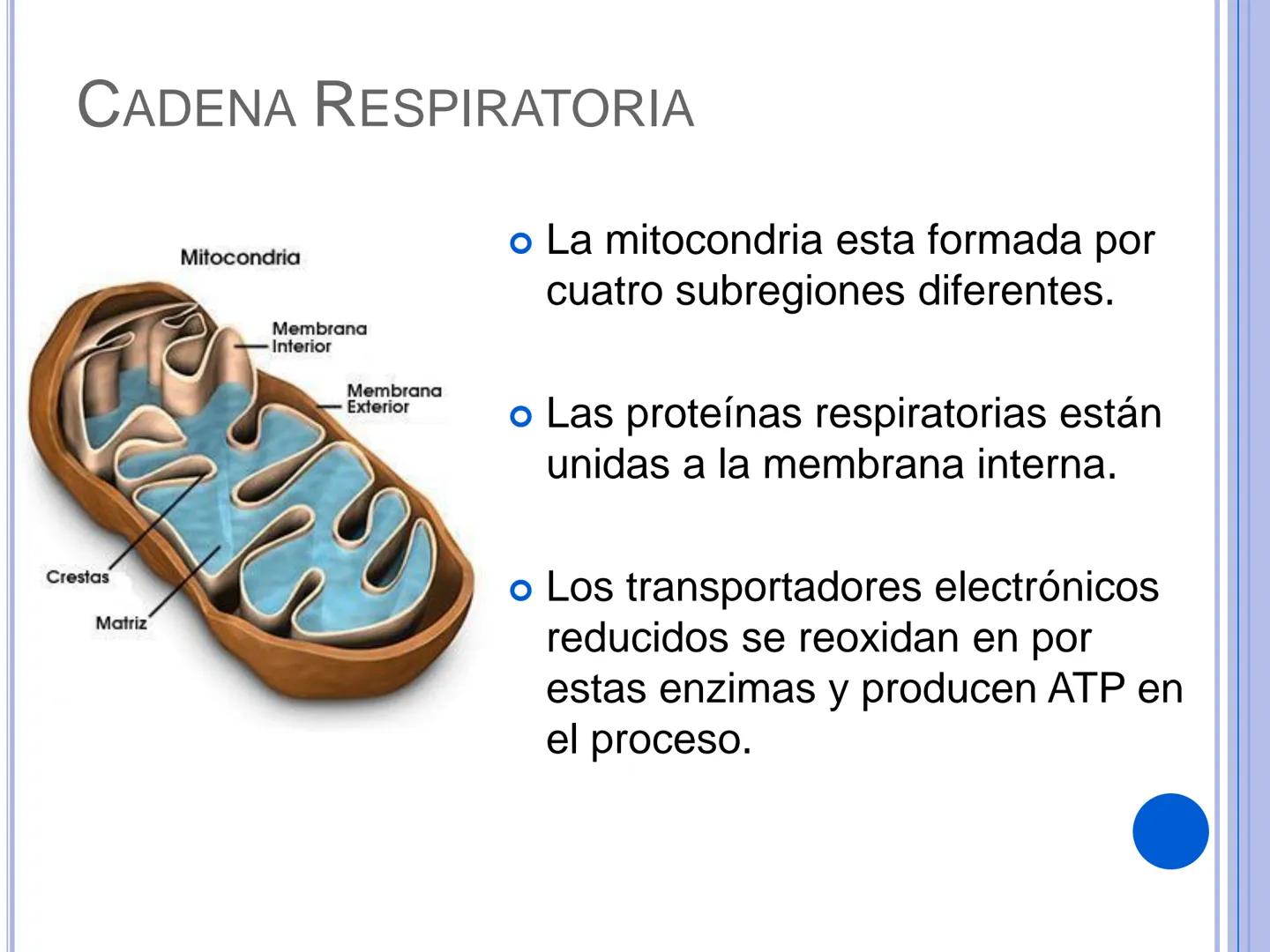 # CADENA
# RESPIRATORIA CADENA RESPIRATORIA
• El metabolismo aerobio del piruvato genera
equivalentes reductores.
NADH
H
NAD
NADH
FAD
2e
FAD