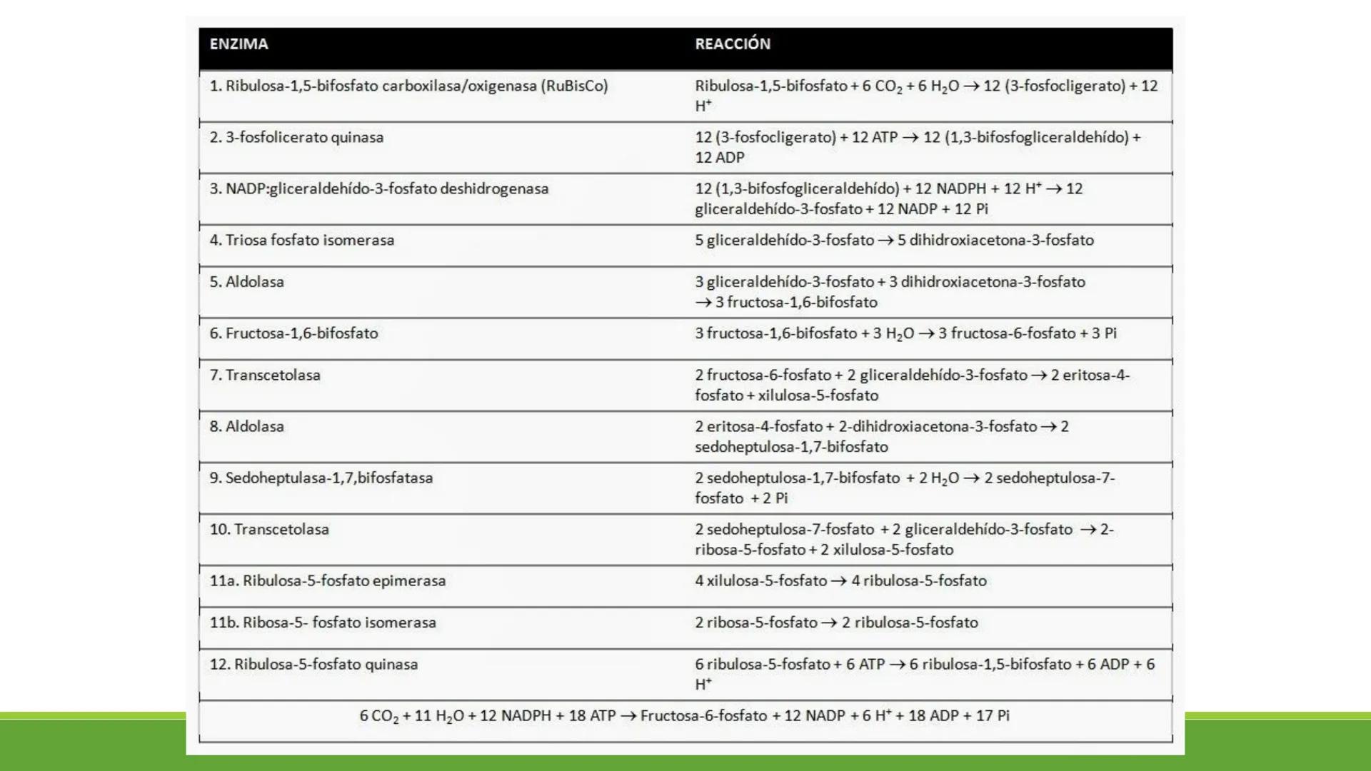 # CADENA
# RESPIRATORIA CADENA RESPIRATORIA
• El metabolismo aerobio del piruvato genera
equivalentes reductores.
NADH
H
NAD
NADH
FAD
2e
FAD