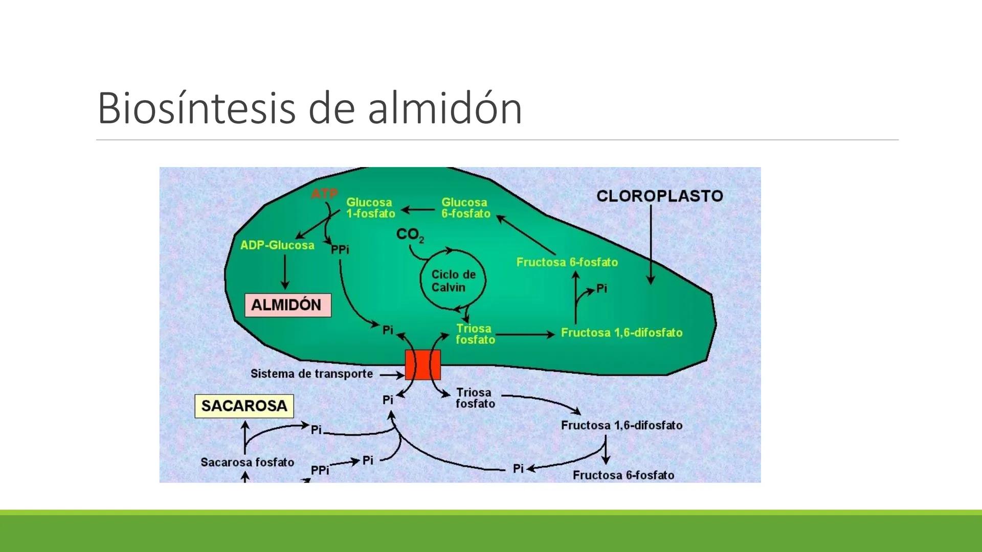 # CADENA
# RESPIRATORIA CADENA RESPIRATORIA
• El metabolismo aerobio del piruvato genera
equivalentes reductores.
NADH
H
NAD
NADH
FAD
2e
FAD