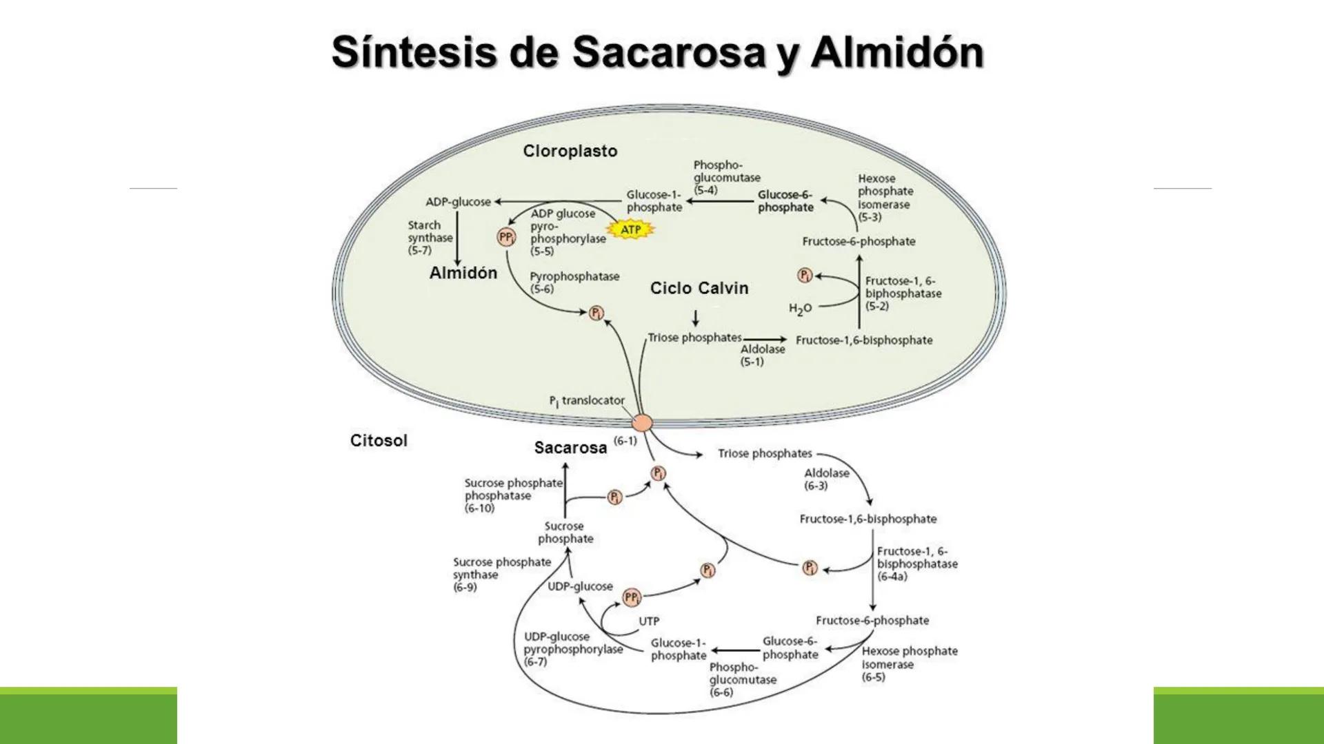 # CADENA
# RESPIRATORIA CADENA RESPIRATORIA
• El metabolismo aerobio del piruvato genera
equivalentes reductores.
NADH
H
NAD
NADH
FAD
2e
FAD