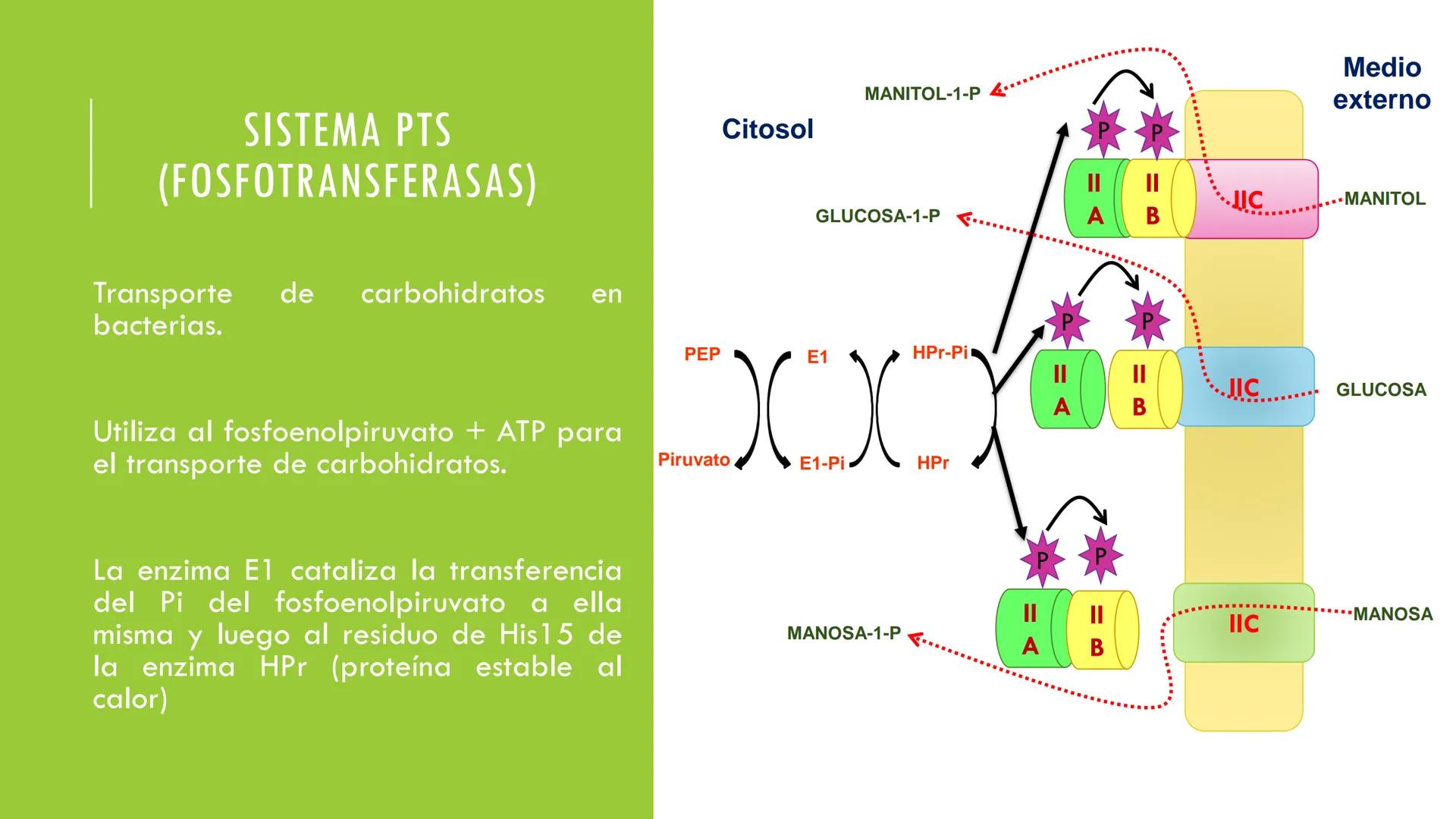 # CADENA
# RESPIRATORIA CADENA RESPIRATORIA
• El metabolismo aerobio del piruvato genera
equivalentes reductores.
NADH
H
NAD
NADH
FAD
2e
FAD