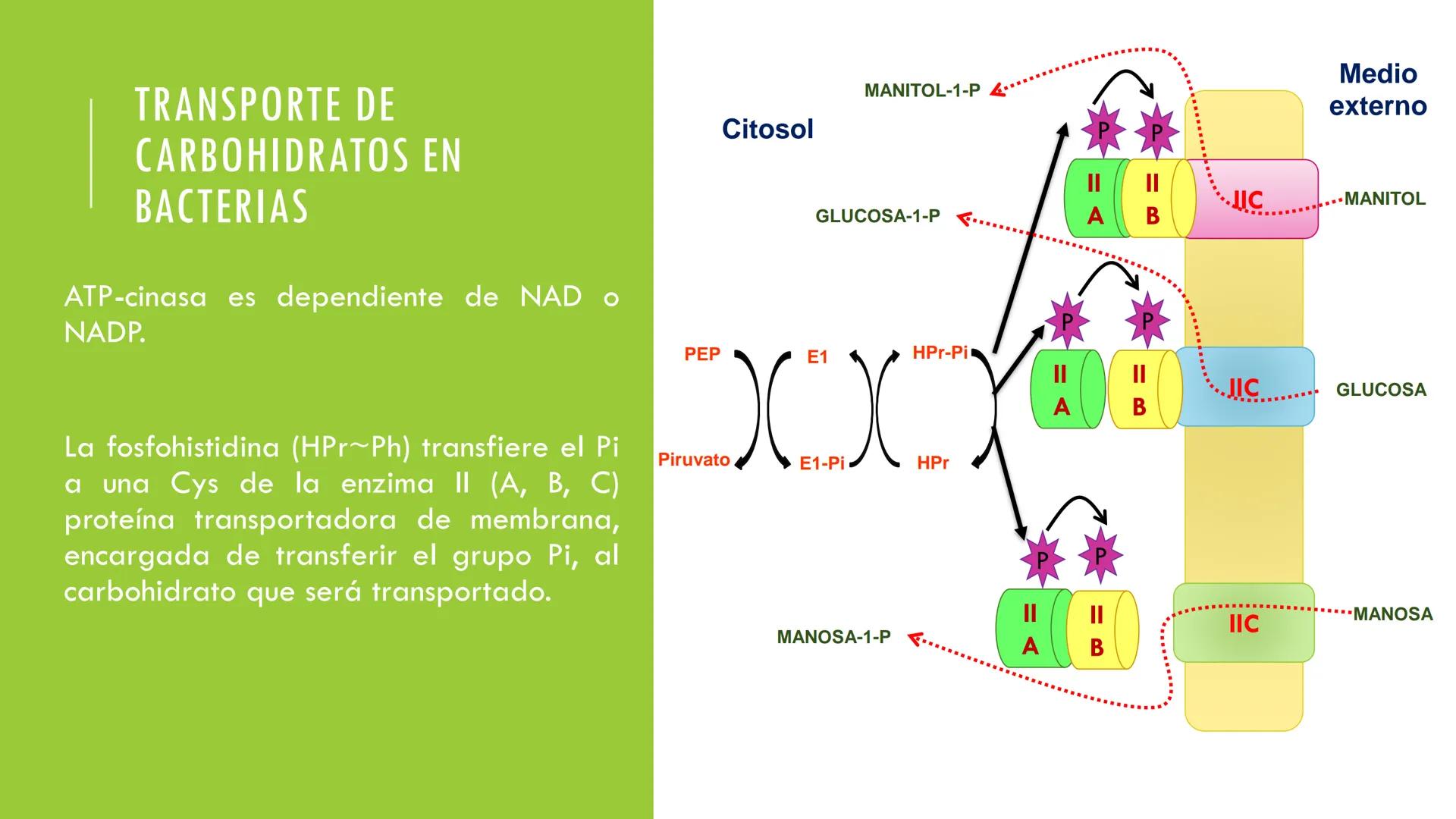 # CADENA
# RESPIRATORIA CADENA RESPIRATORIA
• El metabolismo aerobio del piruvato genera
equivalentes reductores.
NADH
H
NAD
NADH
FAD
2e
FAD