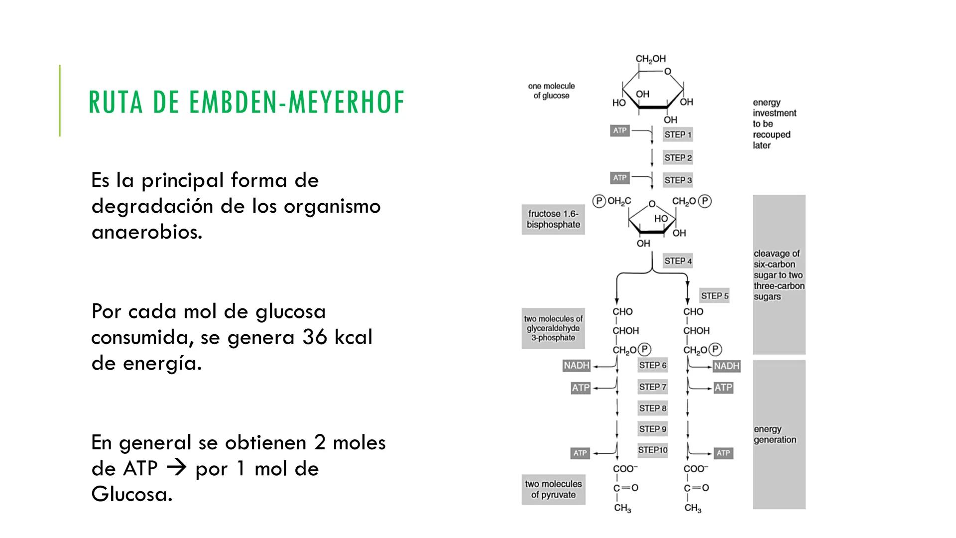 # CADENA
# RESPIRATORIA CADENA RESPIRATORIA
• El metabolismo aerobio del piruvato genera
equivalentes reductores.
NADH
H
NAD
NADH
FAD
2e
FAD
