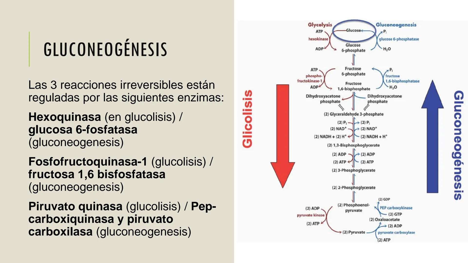 # CADENA
# RESPIRATORIA CADENA RESPIRATORIA
• El metabolismo aerobio del piruvato genera
equivalentes reductores.
NADH
H
NAD
NADH
FAD
2e
FAD