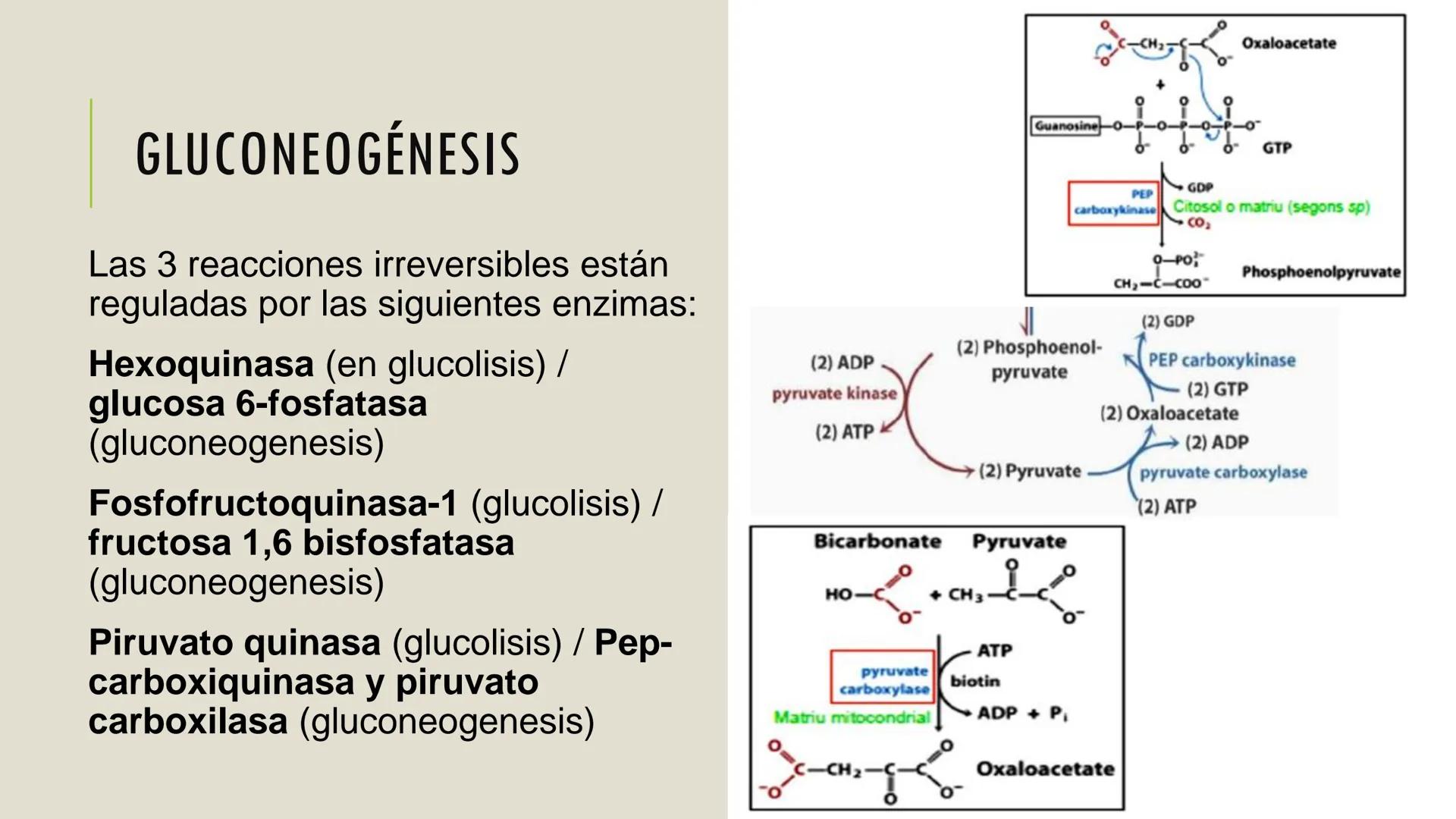 # CADENA
# RESPIRATORIA CADENA RESPIRATORIA
• El metabolismo aerobio del piruvato genera
equivalentes reductores.
NADH
H
NAD
NADH
FAD
2e
FAD