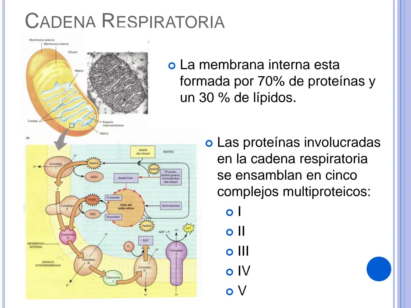 # CADENA
# RESPIRATORIA CADENA RESPIRATORIA
• El metabolismo aerobio del piruvato genera
equivalentes reductores.
NADH
H
NAD
NADH
FAD
2e
FAD