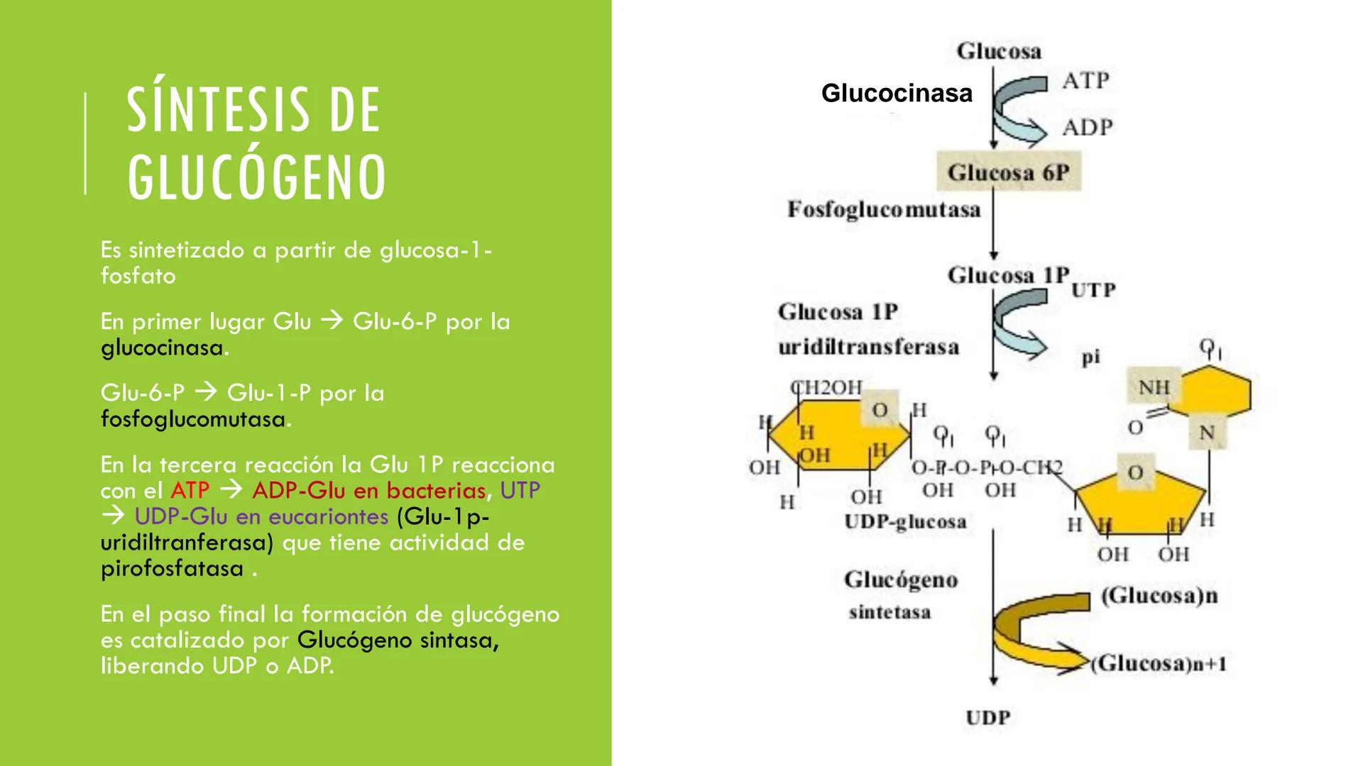 # CADENA
# RESPIRATORIA CADENA RESPIRATORIA
• El metabolismo aerobio del piruvato genera
equivalentes reductores.
NADH
H
NAD
NADH
FAD
2e
FAD