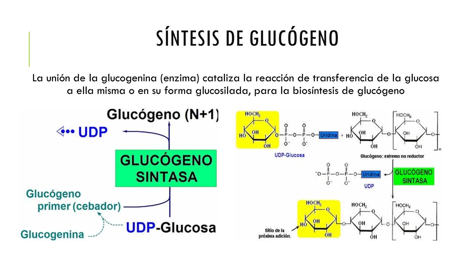 # CADENA
# RESPIRATORIA CADENA RESPIRATORIA
• El metabolismo aerobio del piruvato genera
equivalentes reductores.
NADH
H
NAD
NADH
FAD
2e
FAD