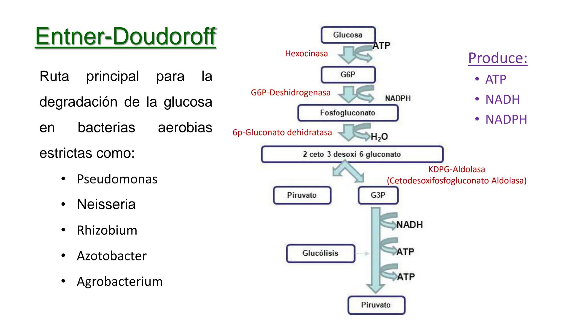 # CADENA
# RESPIRATORIA CADENA RESPIRATORIA
• El metabolismo aerobio del piruvato genera
equivalentes reductores.
NADH
H
NAD
NADH
FAD
2e
FAD