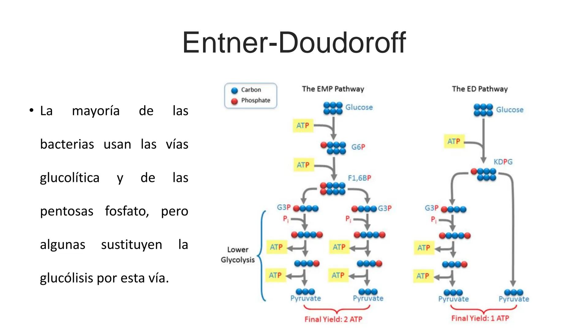 # CADENA
# RESPIRATORIA CADENA RESPIRATORIA
• El metabolismo aerobio del piruvato genera
equivalentes reductores.
NADH
H
NAD
NADH
FAD
2e
FAD