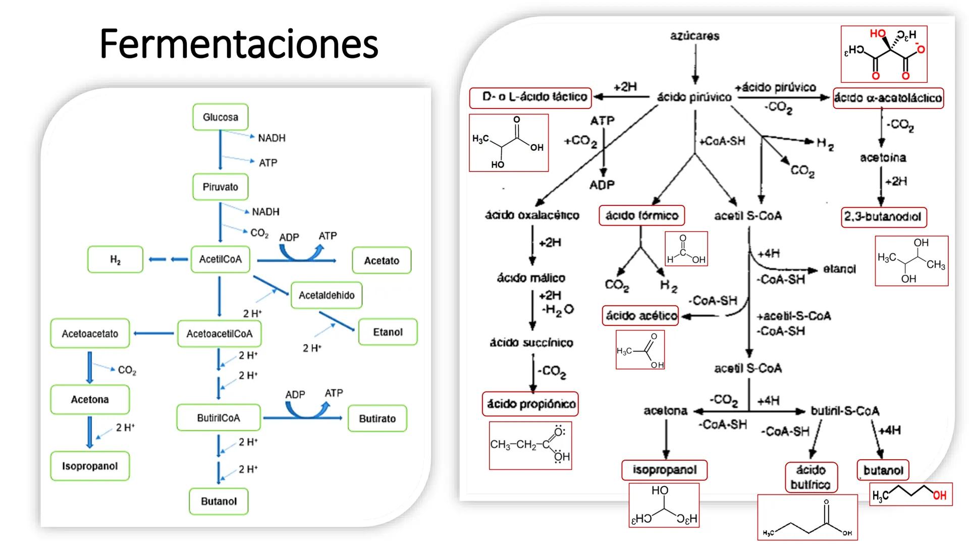 # CADENA
# RESPIRATORIA CADENA RESPIRATORIA
• El metabolismo aerobio del piruvato genera
equivalentes reductores.
NADH
H
NAD
NADH
FAD
2e
FAD
