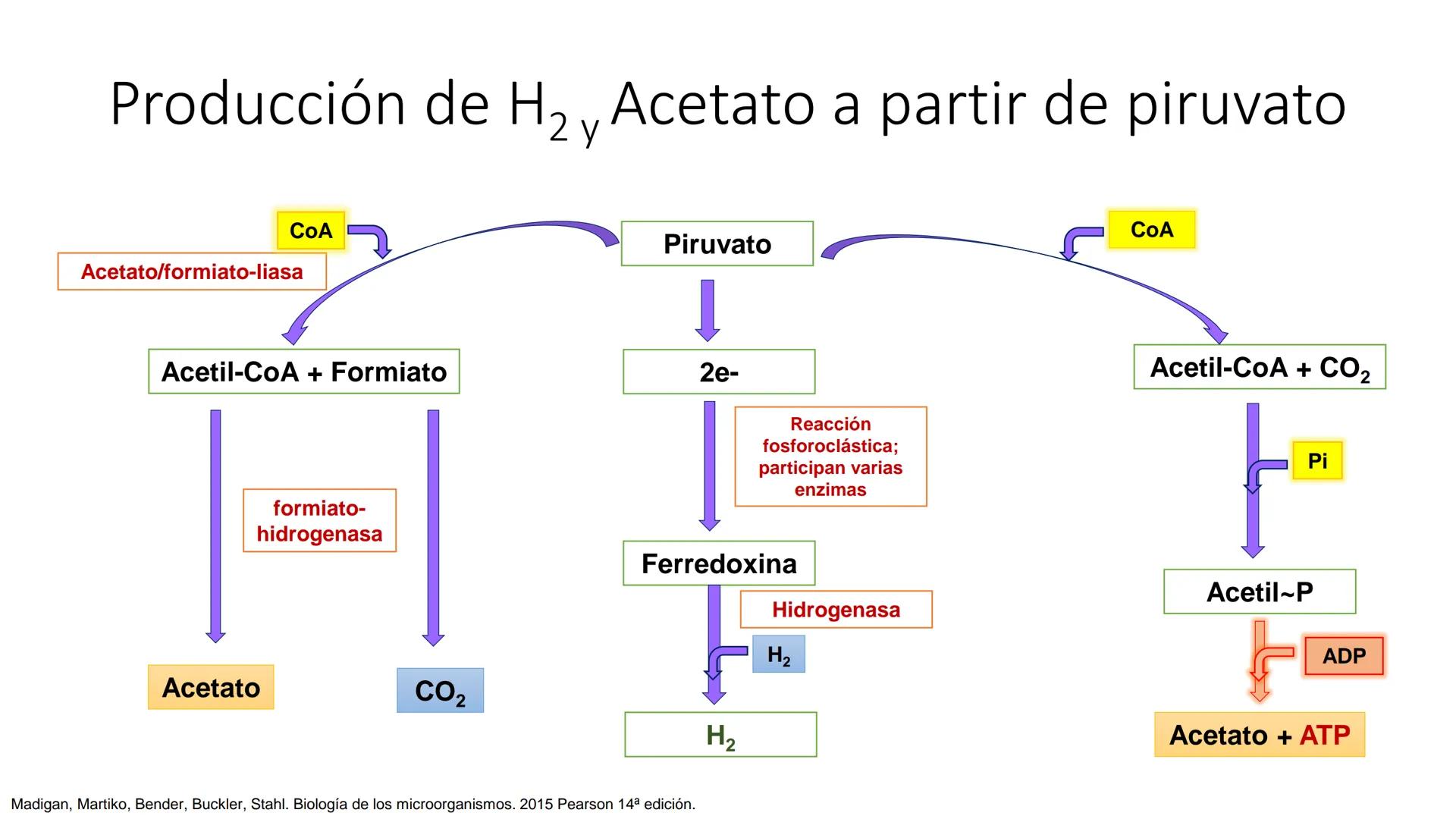 # CADENA
# RESPIRATORIA CADENA RESPIRATORIA
• El metabolismo aerobio del piruvato genera
equivalentes reductores.
NADH
H
NAD
NADH
FAD
2e
FAD