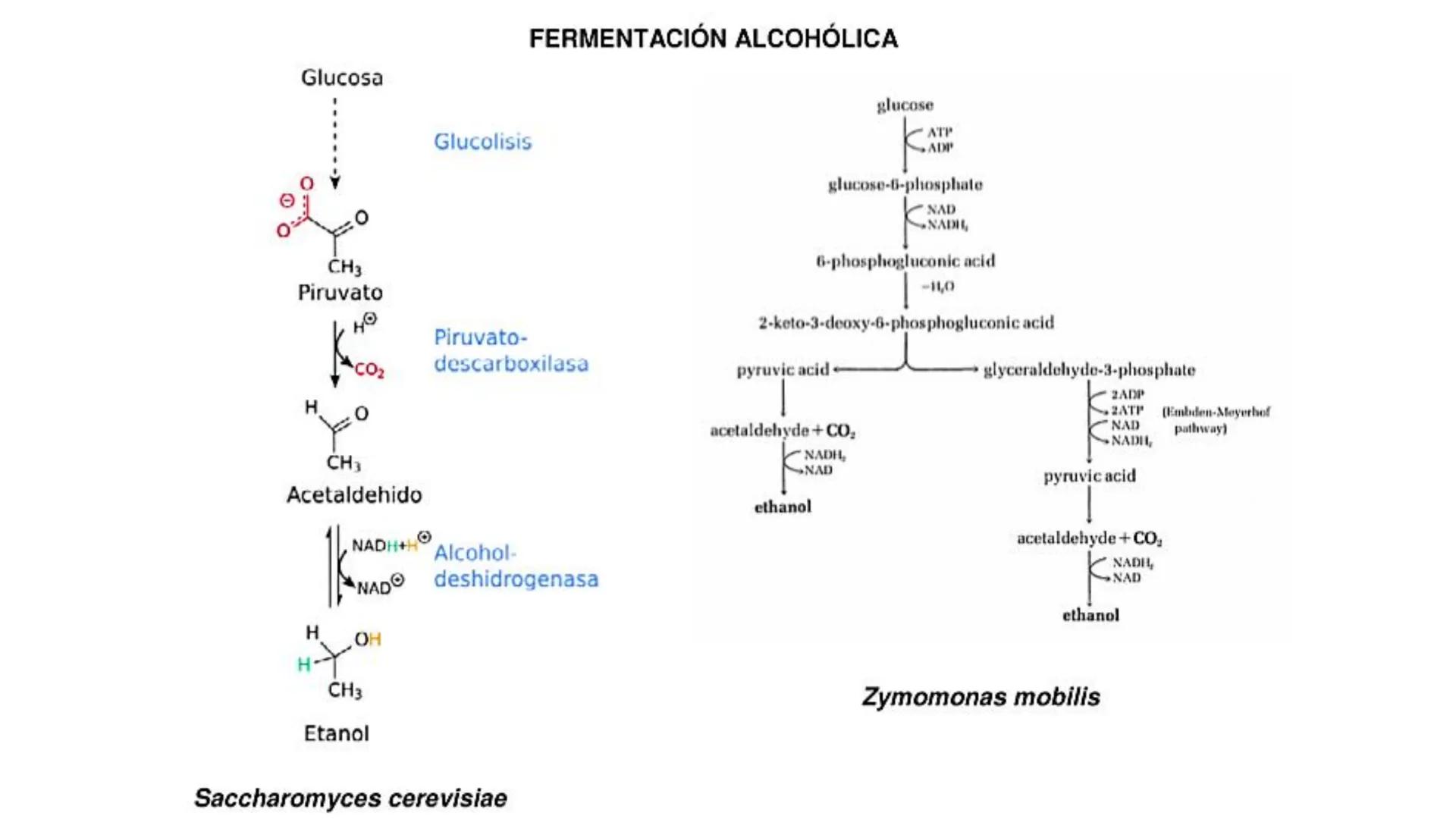 # CADENA
# RESPIRATORIA CADENA RESPIRATORIA
• El metabolismo aerobio del piruvato genera
equivalentes reductores.
NADH
H
NAD
NADH
FAD
2e
FAD