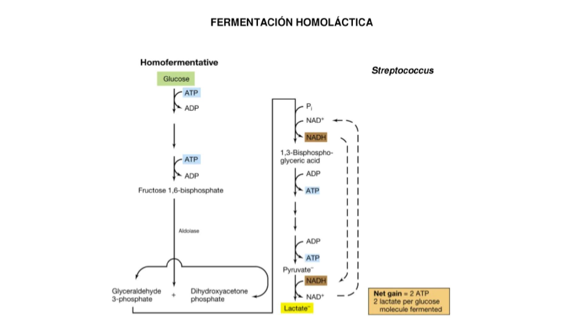 # CADENA
# RESPIRATORIA CADENA RESPIRATORIA
• El metabolismo aerobio del piruvato genera
equivalentes reductores.
NADH
H
NAD
NADH
FAD
2e
FAD