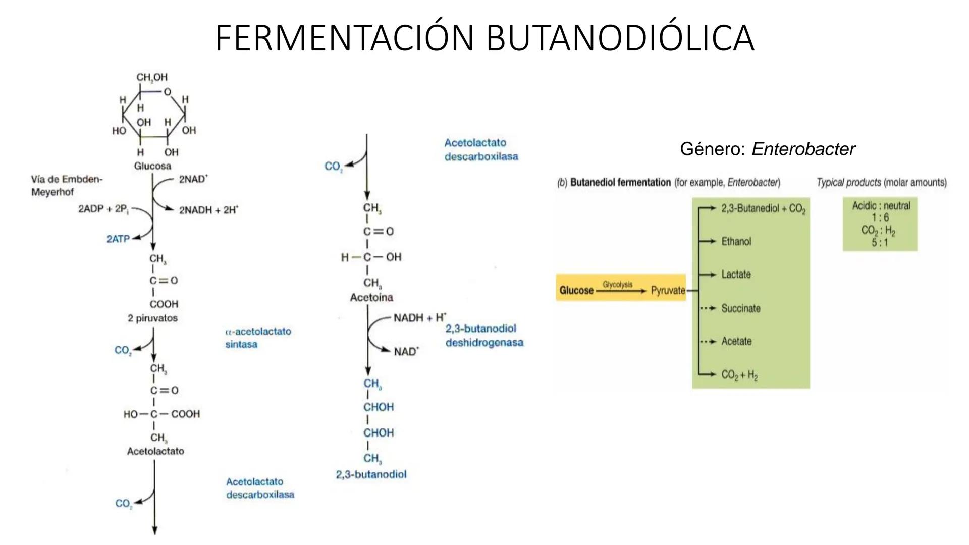 # CADENA
# RESPIRATORIA CADENA RESPIRATORIA
• El metabolismo aerobio del piruvato genera
equivalentes reductores.
NADH
H
NAD
NADH
FAD
2e
FAD
