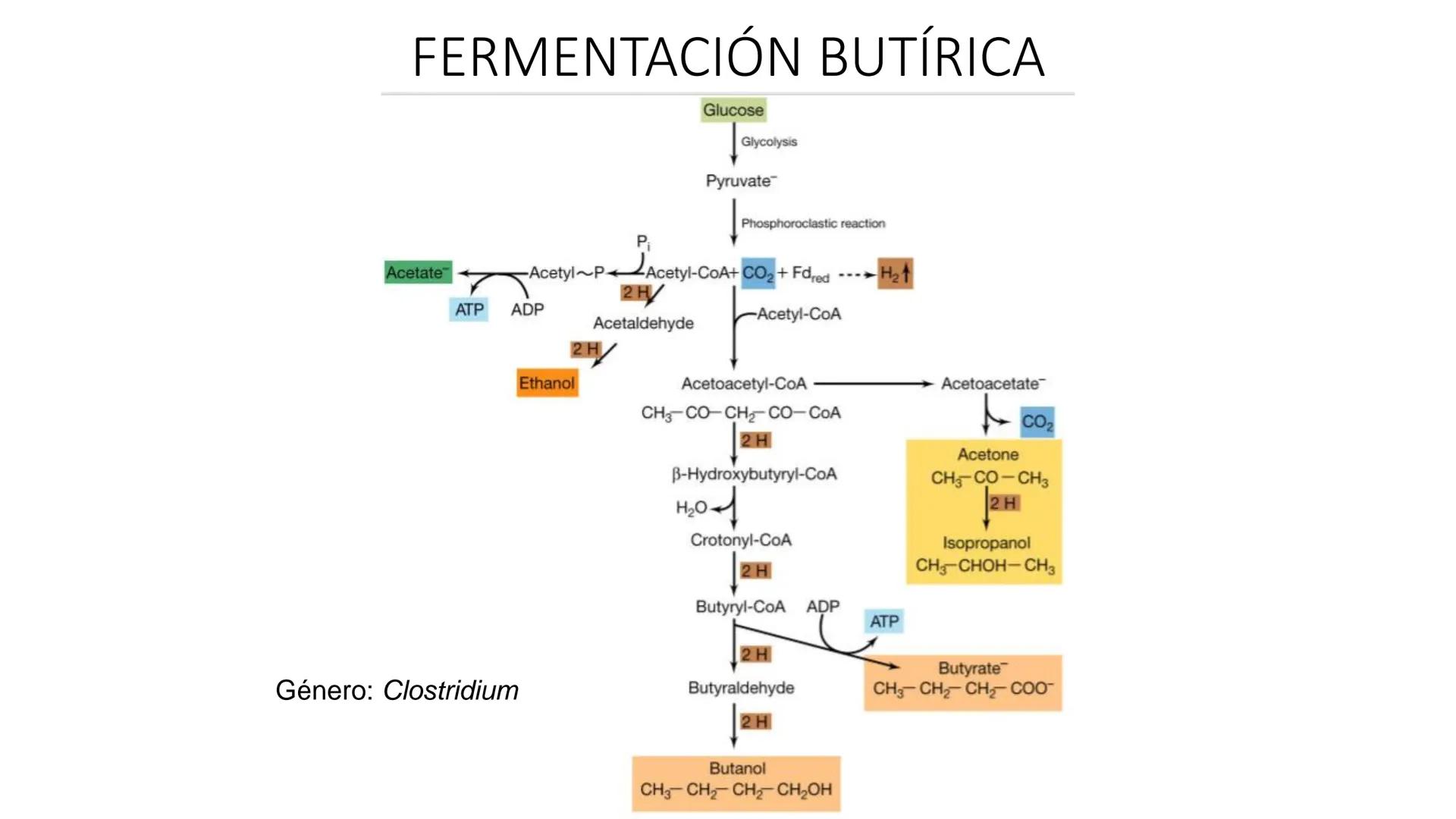 # CADENA
# RESPIRATORIA CADENA RESPIRATORIA
• El metabolismo aerobio del piruvato genera
equivalentes reductores.
NADH
H
NAD
NADH
FAD
2e
FAD
