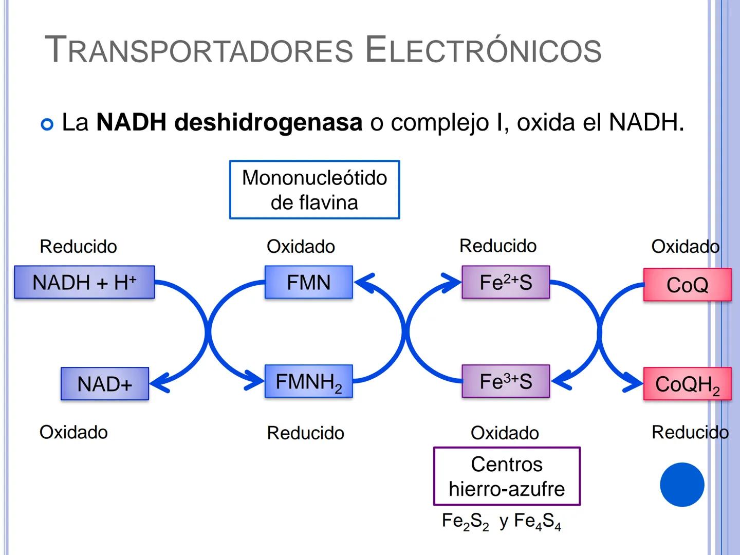 # CADENA
# RESPIRATORIA CADENA RESPIRATORIA
• El metabolismo aerobio del piruvato genera
equivalentes reductores.
NADH
H
NAD
NADH
FAD
2e
FAD