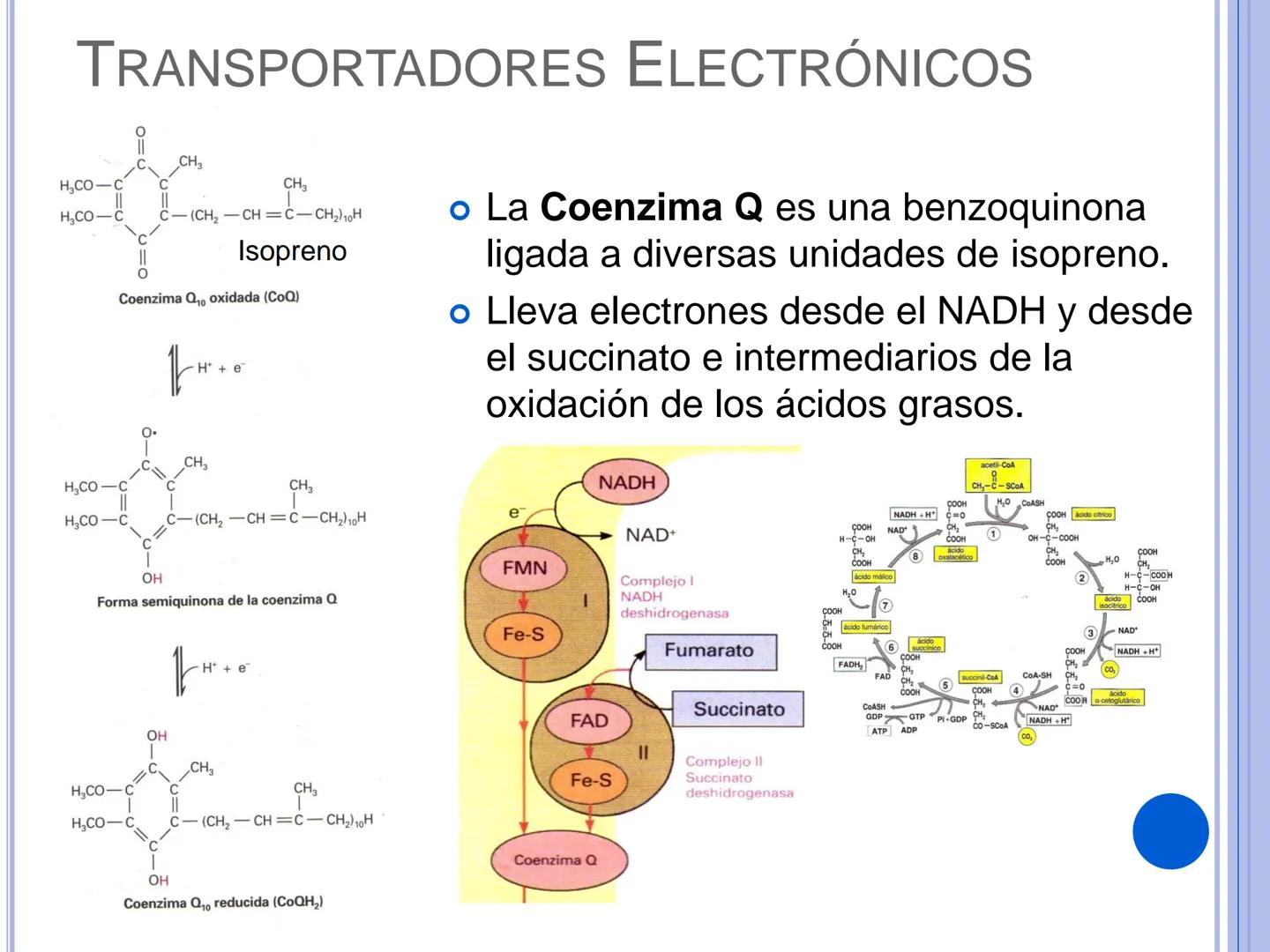 # CADENA
# RESPIRATORIA CADENA RESPIRATORIA
• El metabolismo aerobio del piruvato genera
equivalentes reductores.
NADH
H
NAD
NADH
FAD
2e
FAD