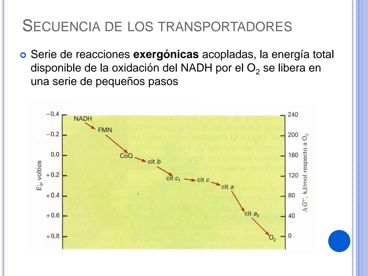 # CADENA
# RESPIRATORIA CADENA RESPIRATORIA
• El metabolismo aerobio del piruvato genera
equivalentes reductores.
NADH
H
NAD
NADH
FAD
2e
FAD