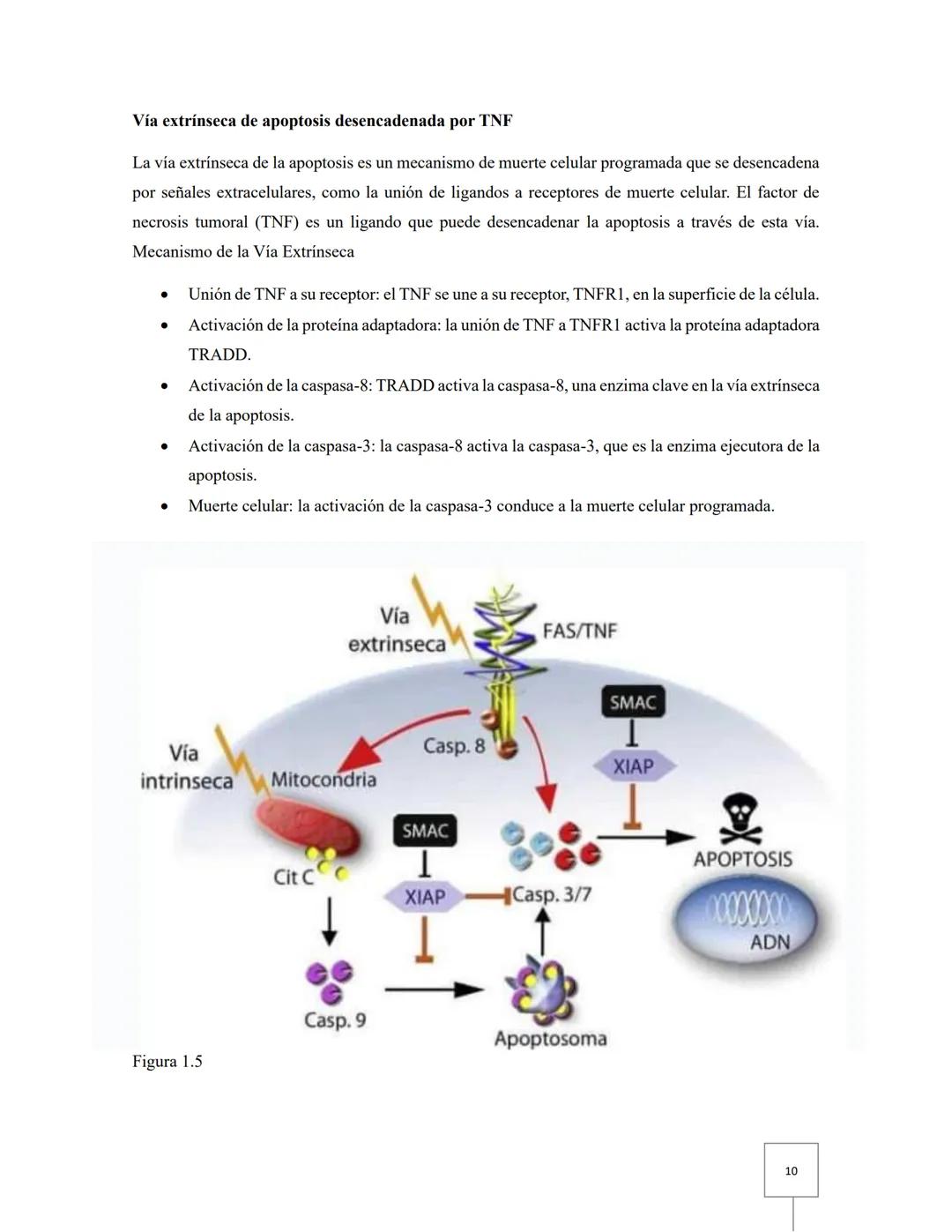 # Biología celular
# Taller 12: Apoptosis
Aguilar Fuerte Mia Alexandra
Ibarra Aburto Ricardo
Mercado Ramirez Viridiana
Garcia Cervantes