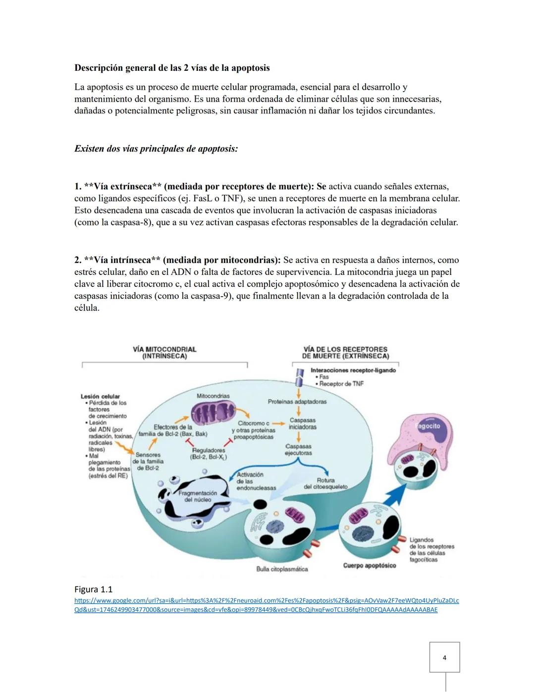# Biología celular
# Taller 12: Apoptosis
Aguilar Fuerte Mia Alexandra
Ibarra Aburto Ricardo
Mercado Ramirez Viridiana
Garcia Cervantes