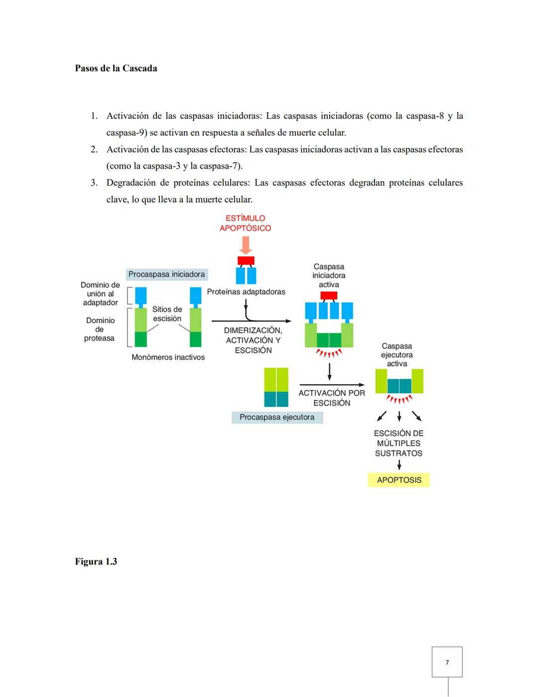 # Biología celular
# Taller 12: Apoptosis
Aguilar Fuerte Mia Alexandra
Ibarra Aburto Ricardo
Mercado Ramirez Viridiana
Garcia Cervantes