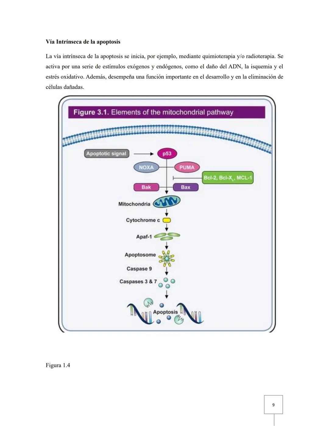 # Biología celular
# Taller 12: Apoptosis
Aguilar Fuerte Mia Alexandra
Ibarra Aburto Ricardo
Mercado Ramirez Viridiana
Garcia Cervantes