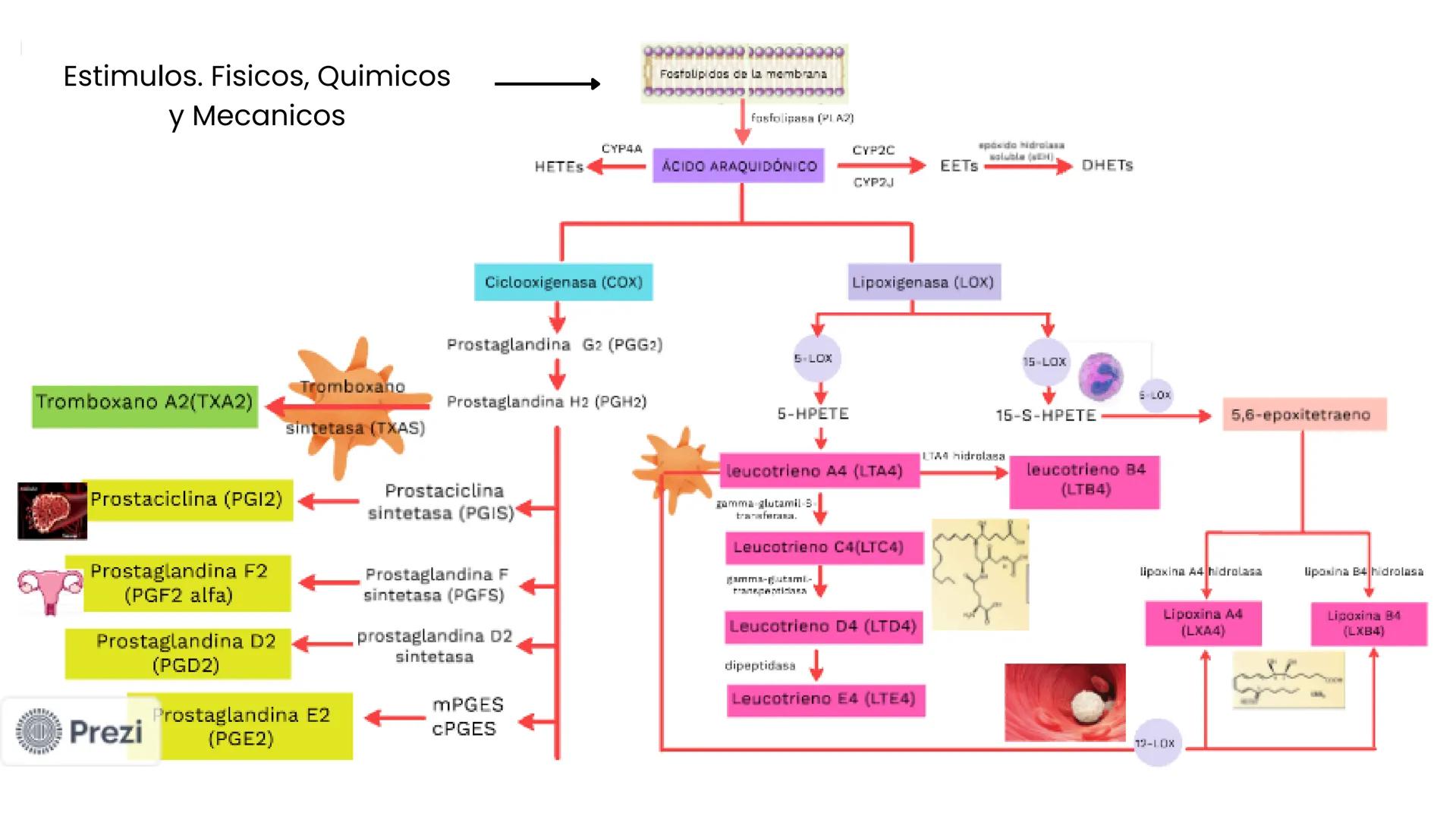 +
+
FARMACOLOGIA
ANTIINFLAMATORIOS, ANTIPÉRITICOS Y
ANALGESICOS
DIAZ JIMENEZ XTARENCA ESMERALDA
no puelo toy
inflamado
+
+ ¿QUÉ ES LA IN