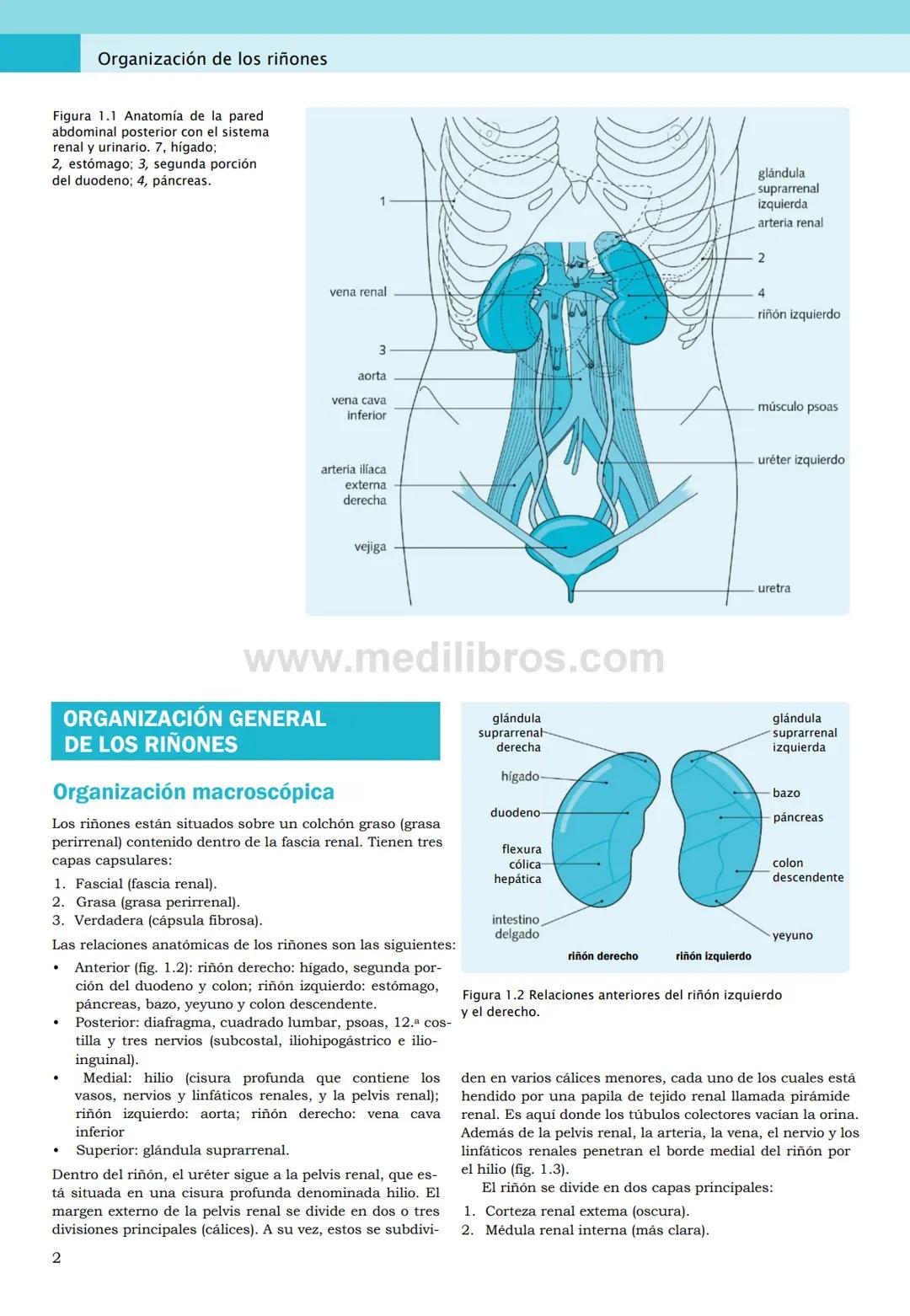 CIENCIAS BÁSICAS
4ª edición
CURSOS CRASH
Editor de la colección Dan Horton-Szar
Asesor académico: Kevin Harris
Lo esencial en
Sistema renal